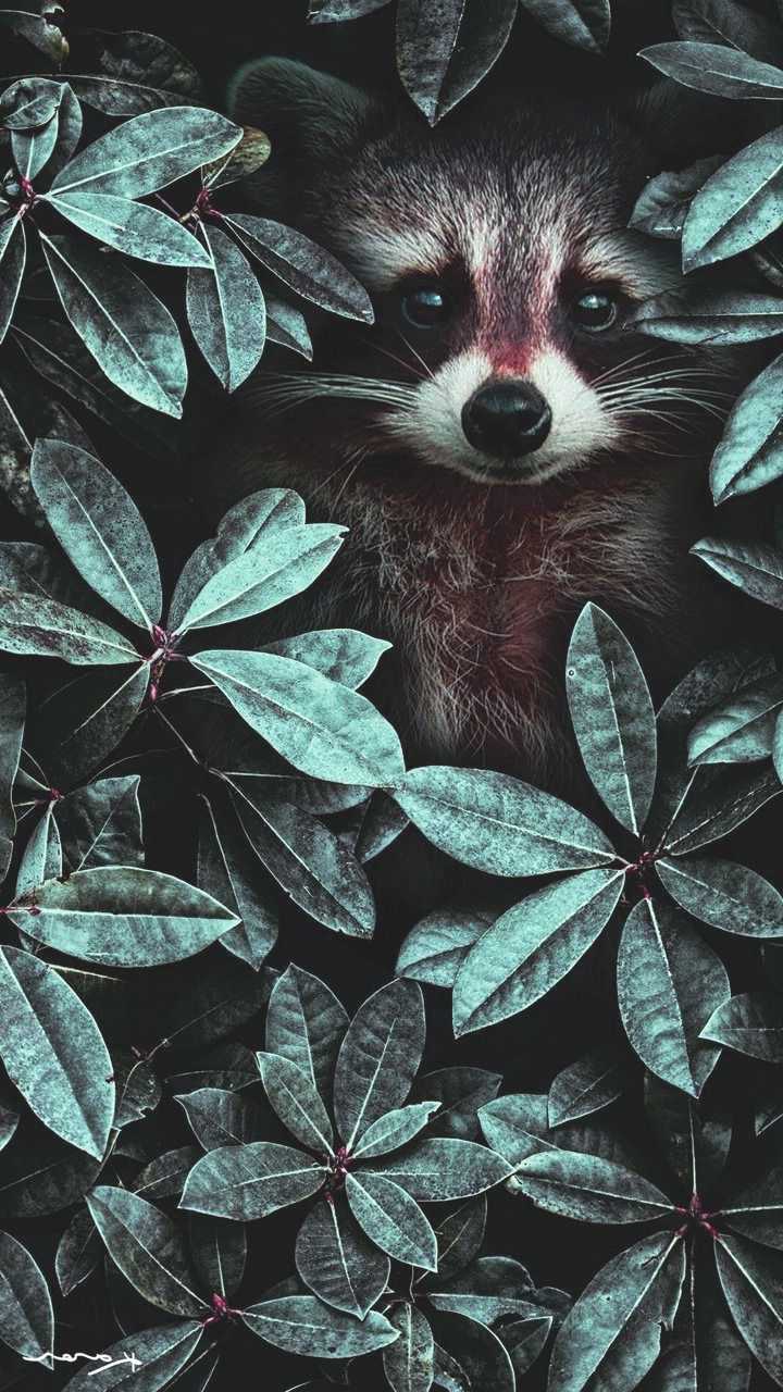720x1280 Animal Background