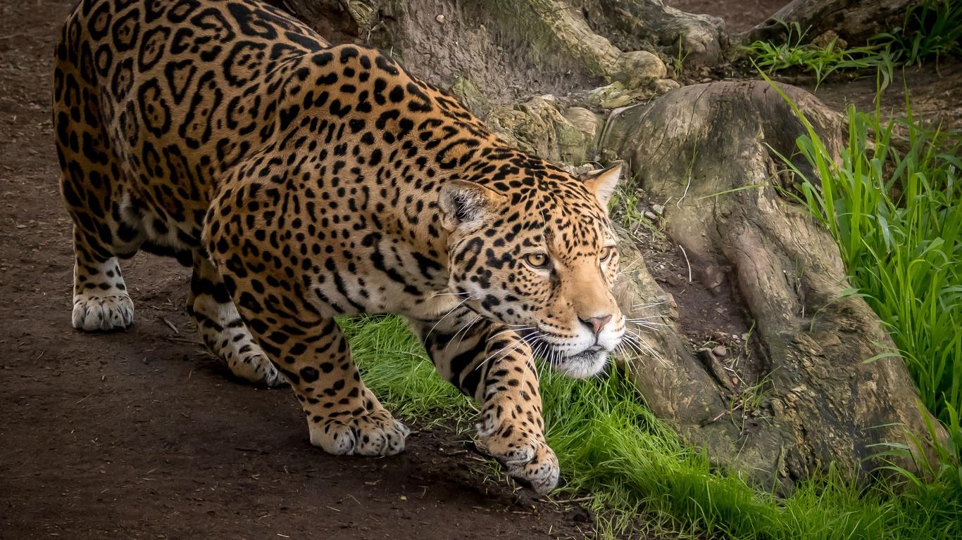 1366x768 Jaguar Animal 1366x768 Resolution HD 4k Wallpaper, Image, Background, Photo and Picture