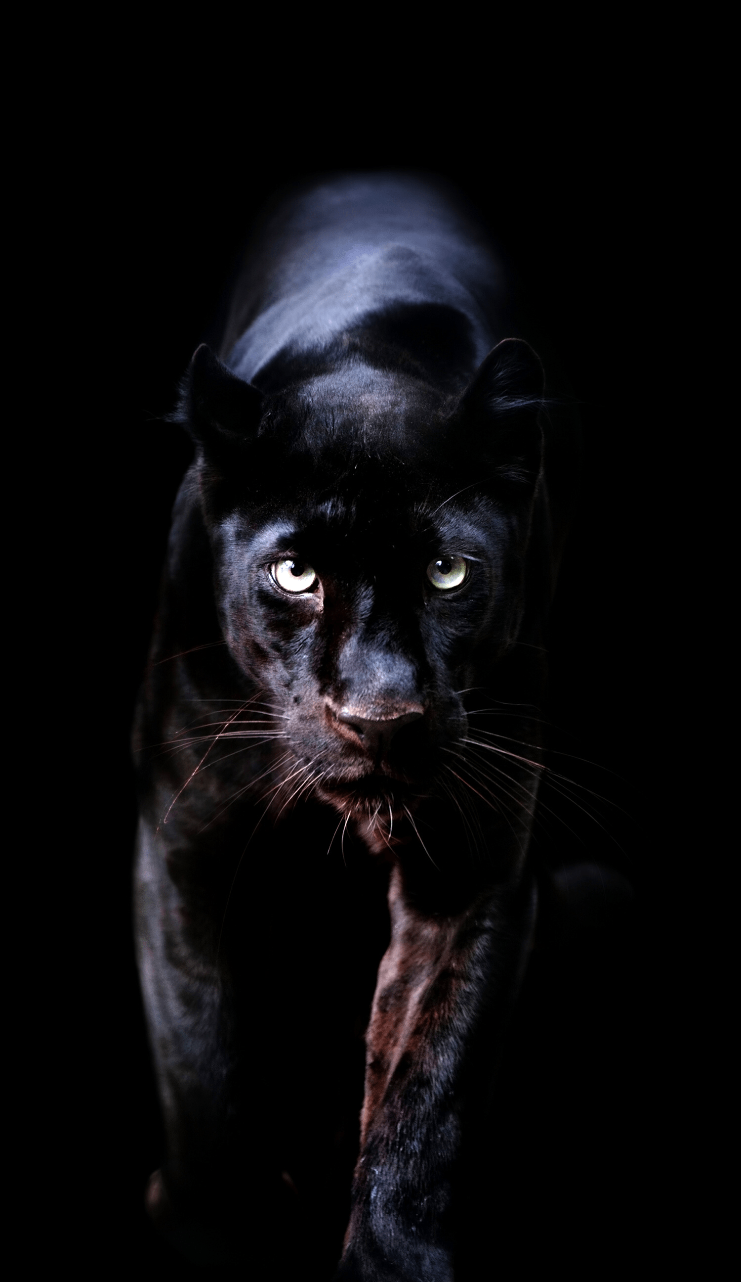 1500x2592 Black Panther Animal Wallpaper for Laptop PC