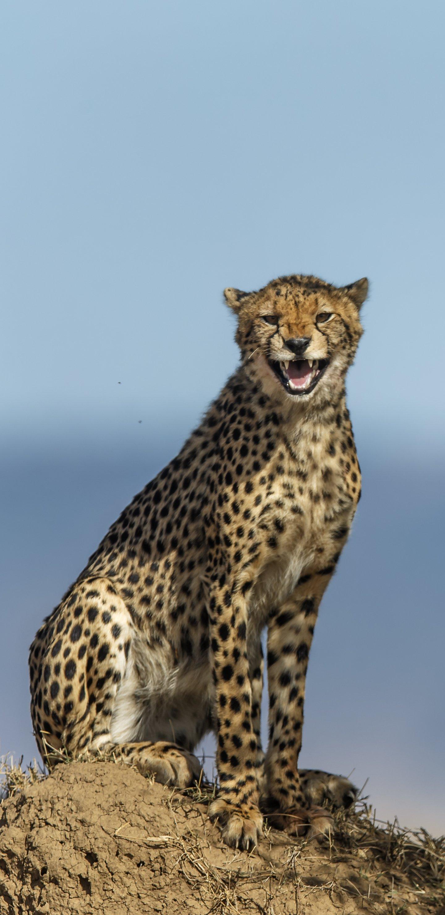 1440x2960 Animal Cheetah