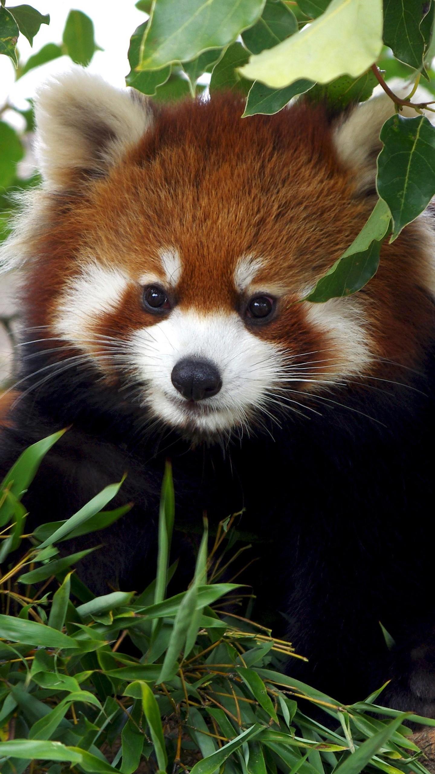 1440x2560 Animal Red Panda 4K 5K HD Wallpaper