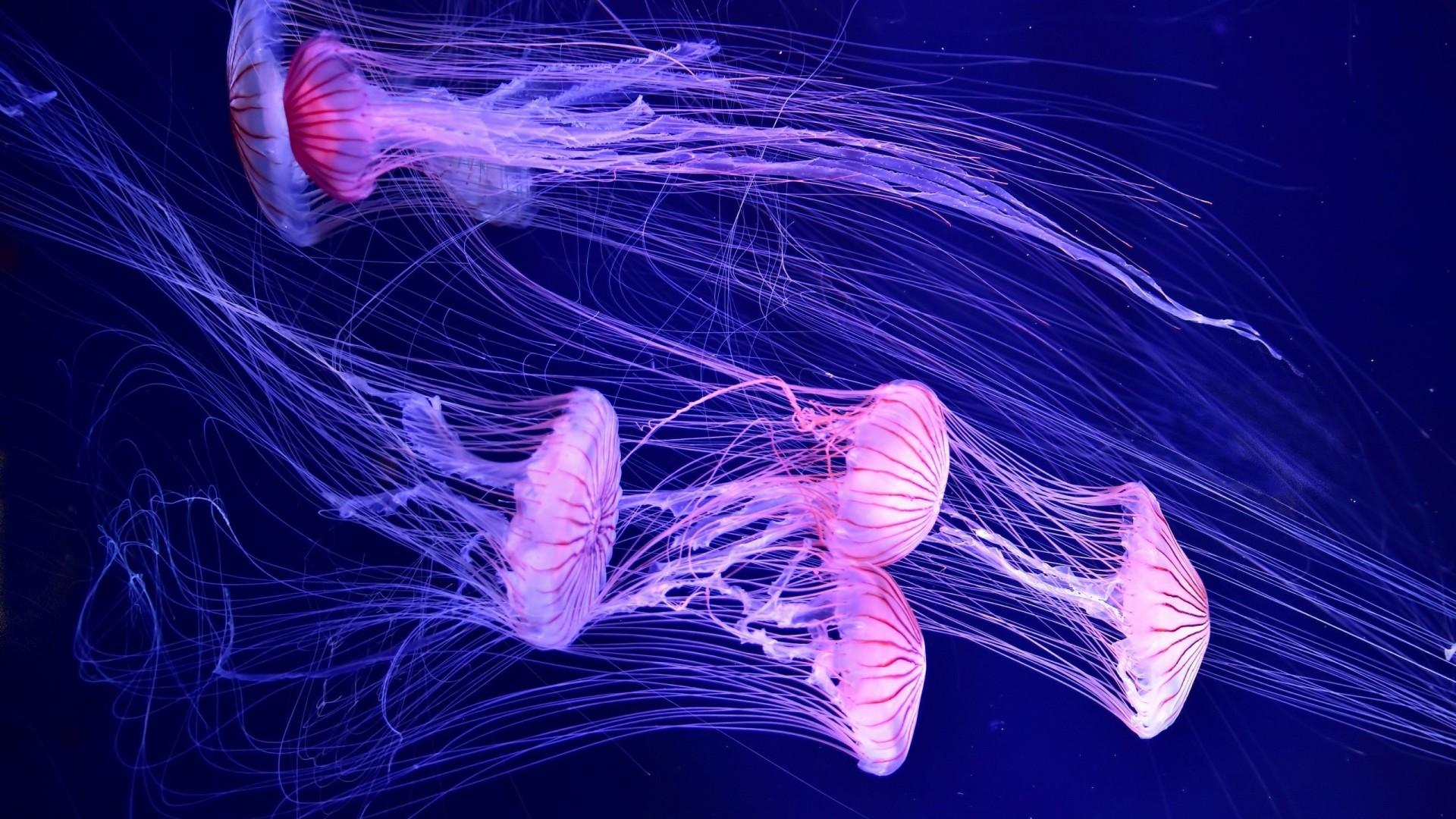 1920x1080 Jellyfish In Deep Sea