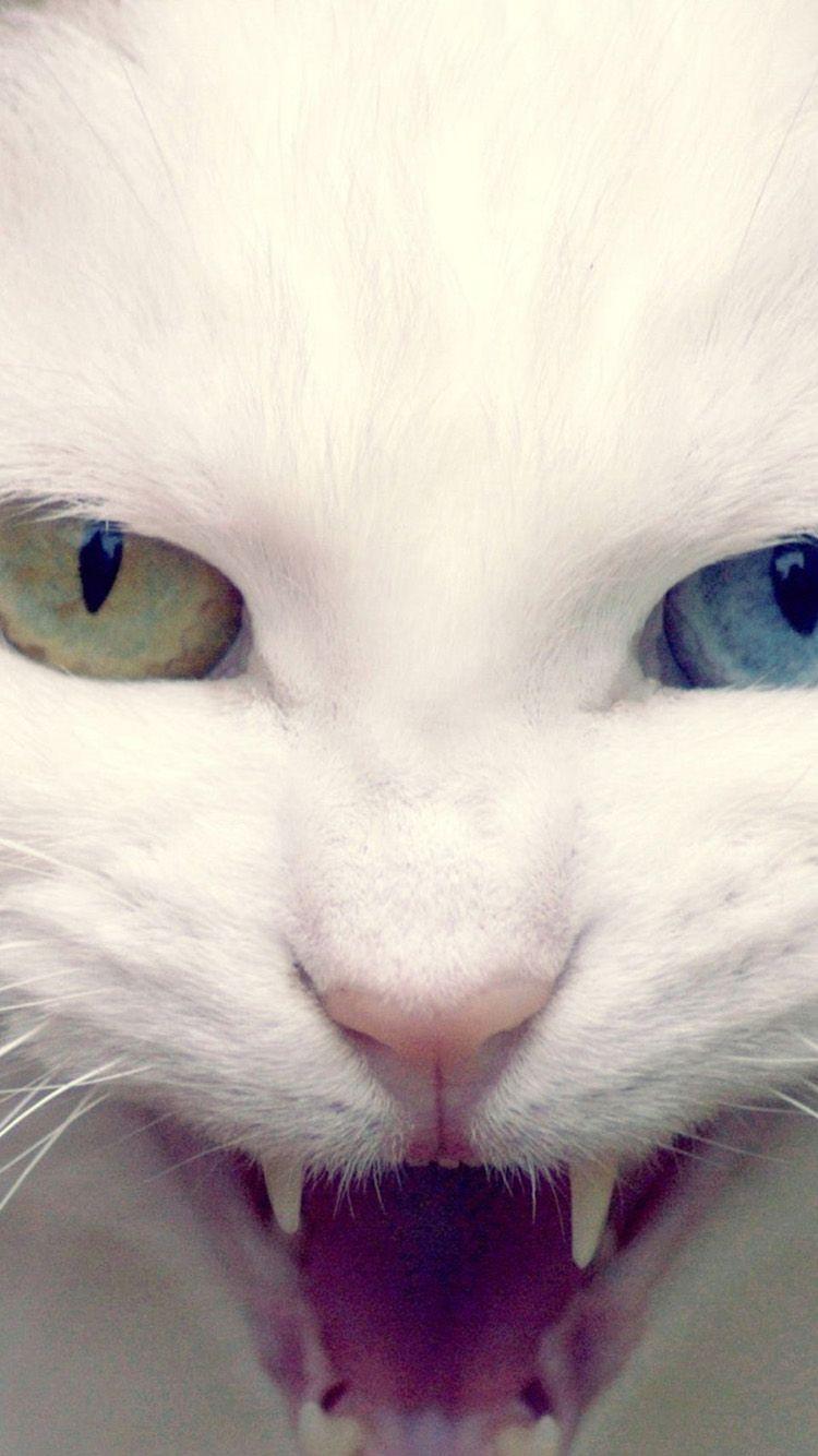 750x1334 Animal iPhone 6 Wallpaper HD