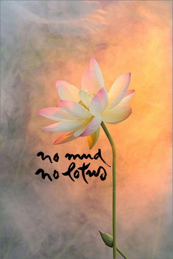 736x1102 No Mud No Lotus Nhat Hanh. #bluebuddhaquotecollective #blueb. Lotus flower painting, Lotus flower quote, Lotus flower wallpaper