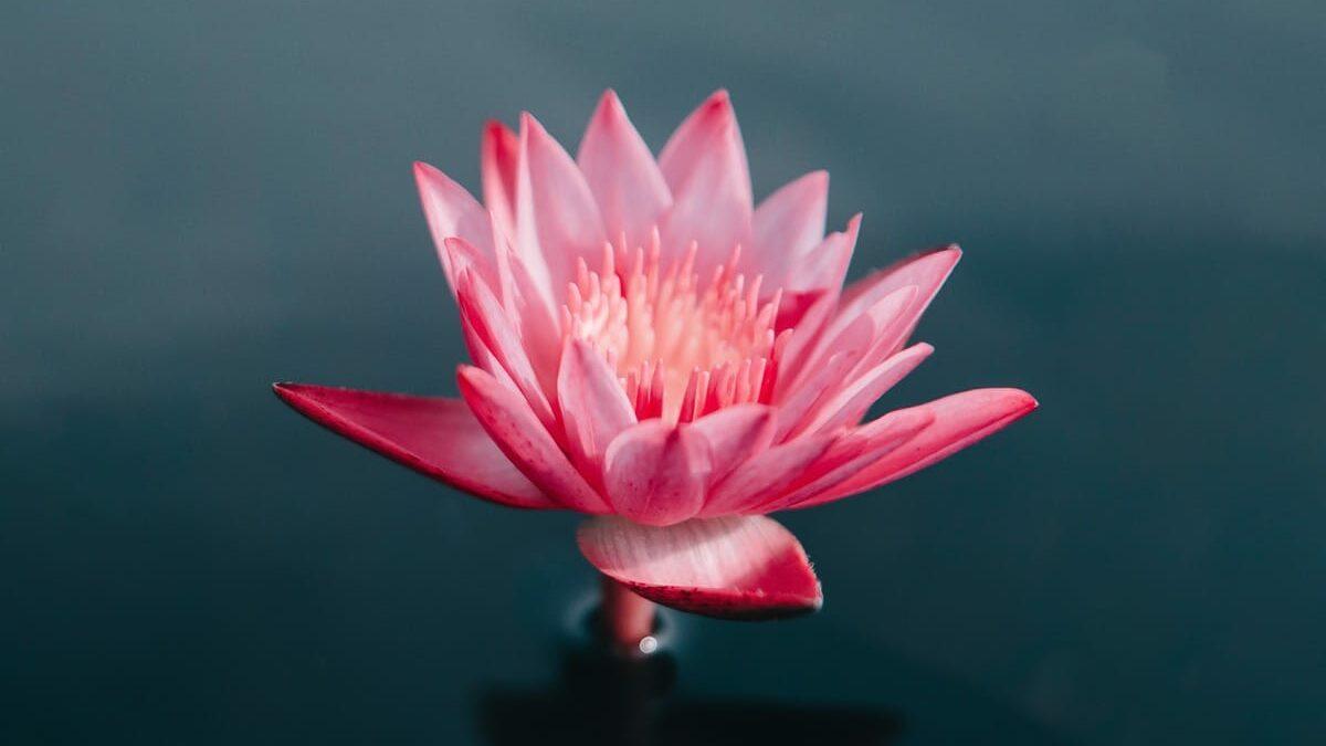 1200x675 What is the Meaning of the Lotus in Buddhism?'s Roar