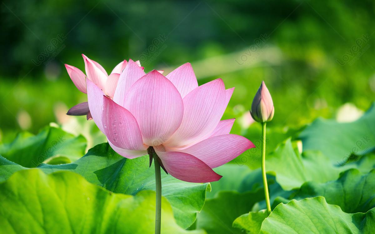 1200x750 Lotus And Water Lily Picture And HD Photo. Free Download On Lovepik