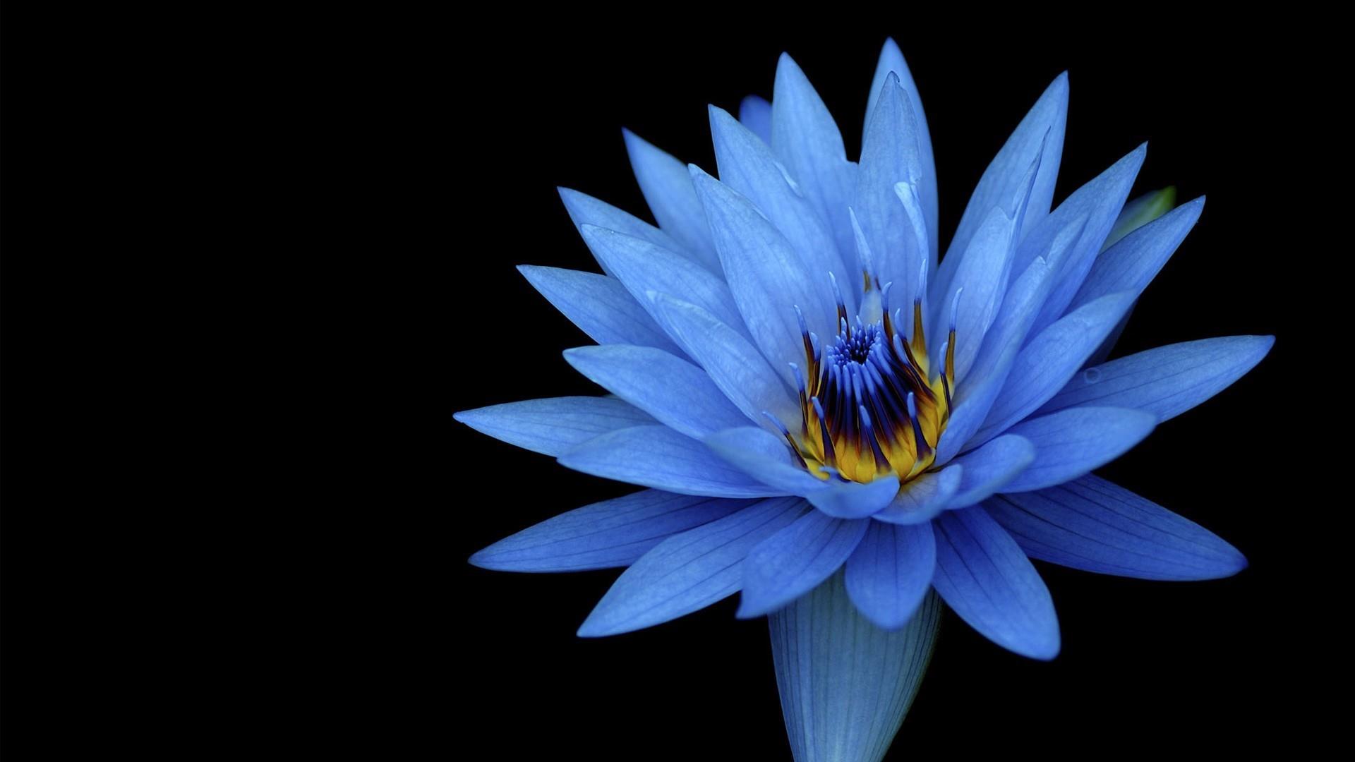 1920x1080 Blue Lotus Wallpaper