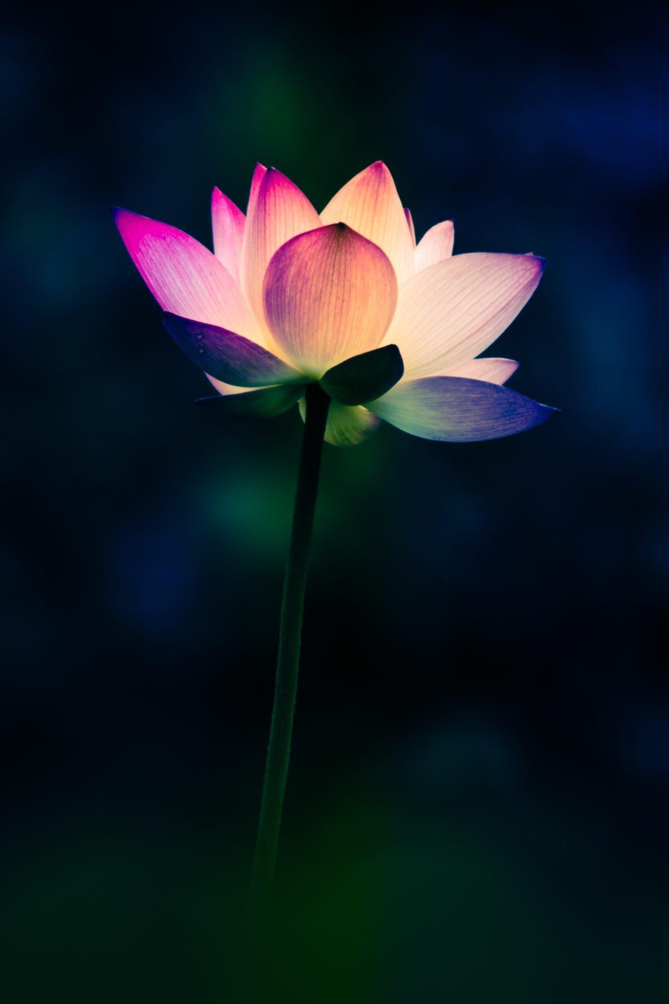 1333x2000 Awesome Lotus Flower Wallpaper. Lotus flower wallpaper, Flowers photography, Beautiful flowers