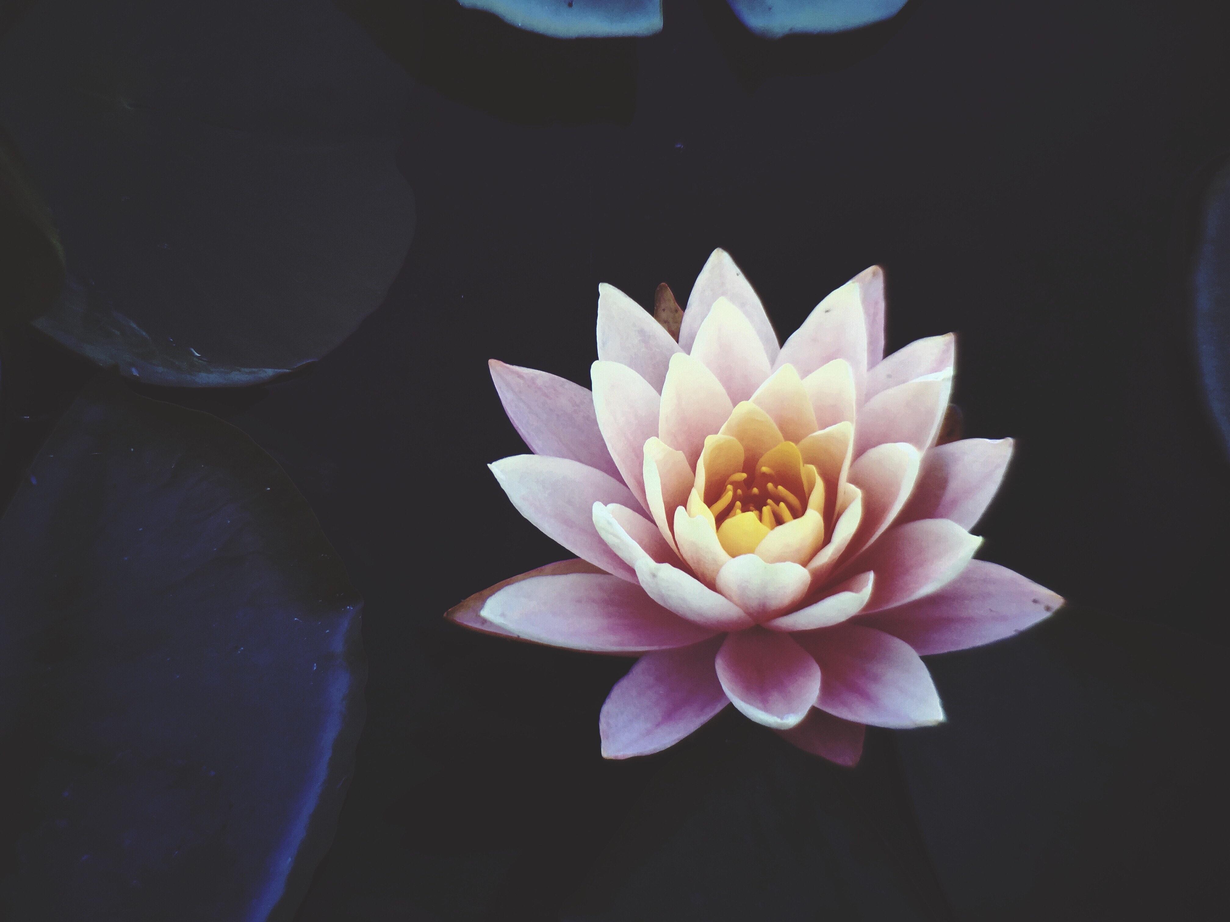 4032x3024 Best Lotus Photo · 100% Free Downloads
