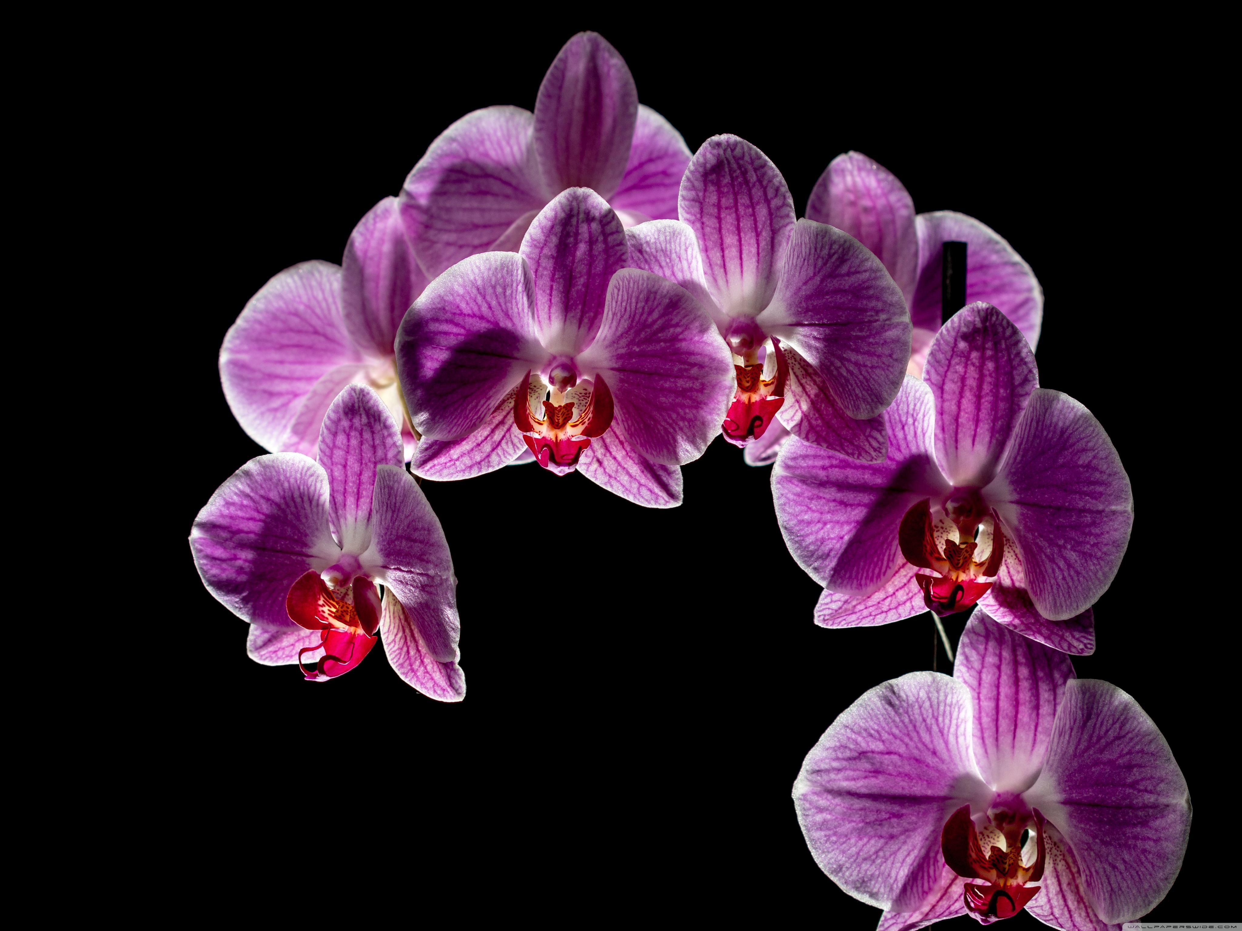 4096x3072 Purple Orchid Black Background