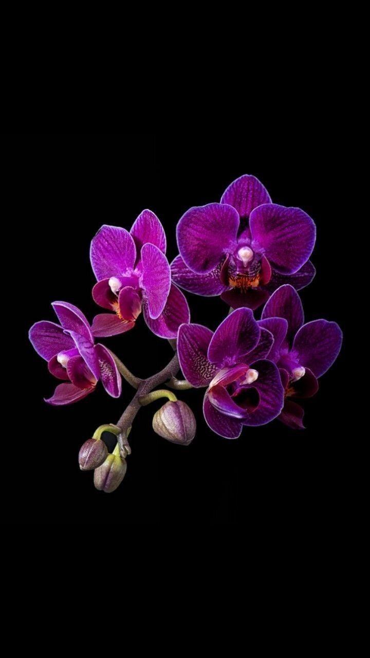 720x1280 Обои. Purple flowers, Wonderful flowers, Flowers photography