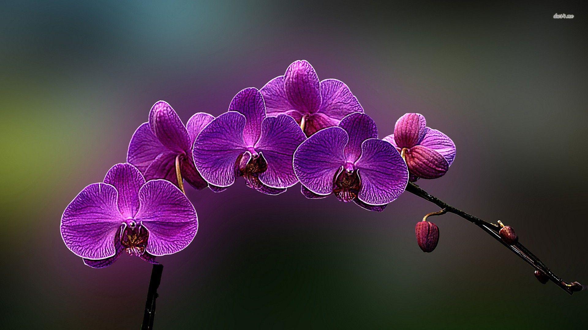 1920x1080 Orchid wallpaper, Purple orchids, Purple flowers wallpaper