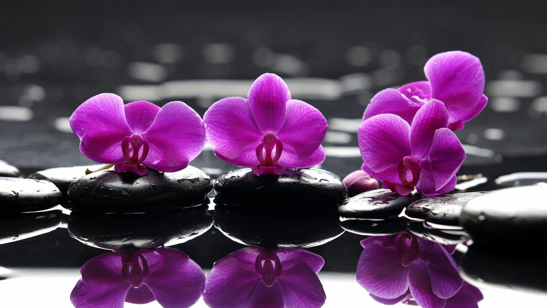 1920x1080 Free download Purple Beautiful Orchid Flowers Wallpaper HD WallpaperLepi [1920x1080] for your Desktop, Mobile & Tablet. Explore Black Orchid Wallpaper. Purple Orchid Wallpaper, Blue Orchid Wallpaper, Beautiful Orchids Wallpaper