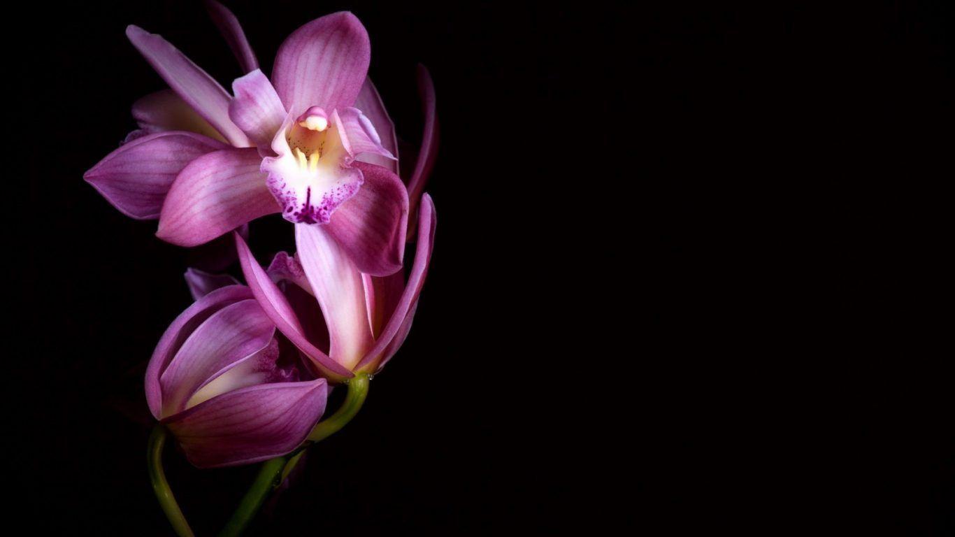 1366x768 Black Orchid Wallpaper