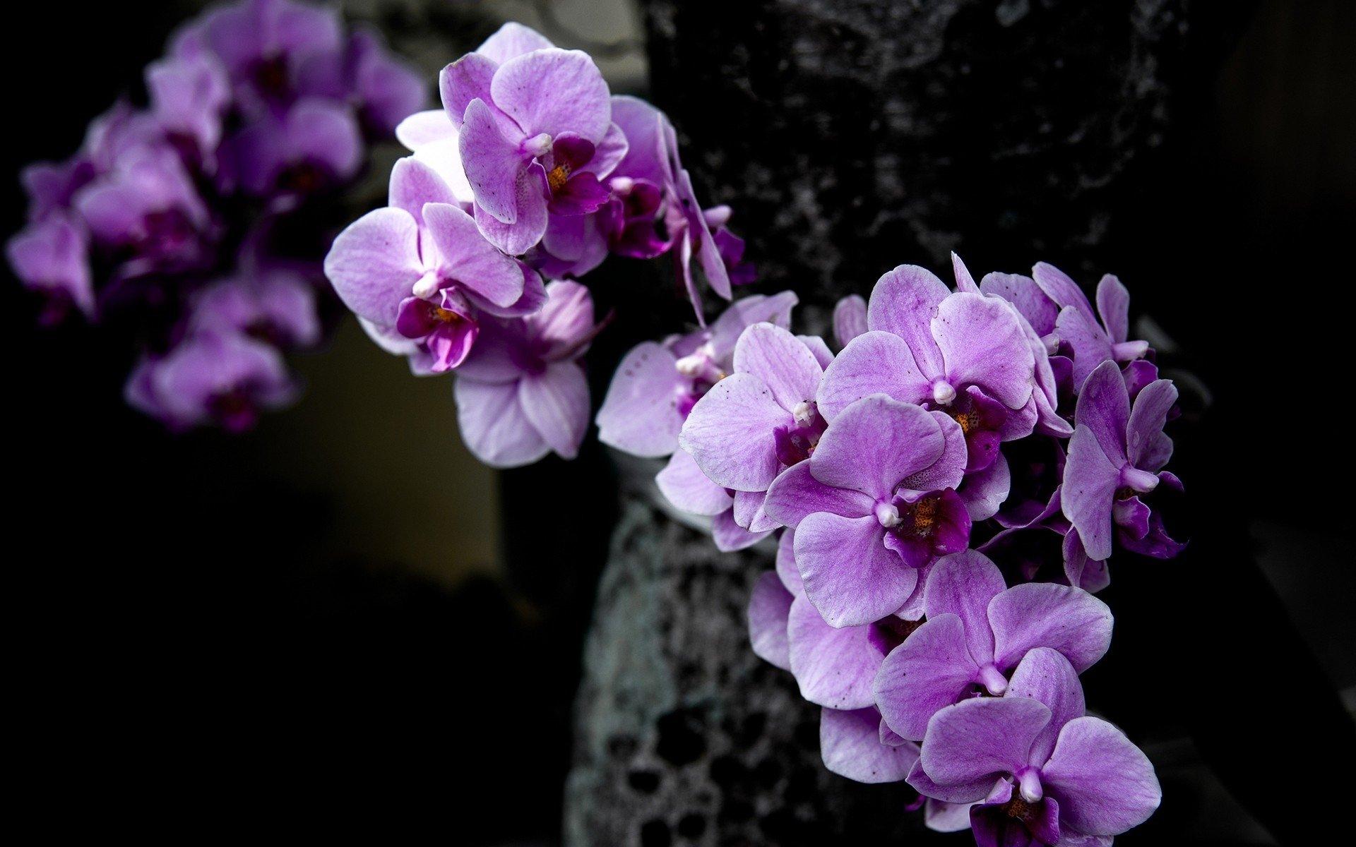 1920x1200 Orchid HD Wallpaper