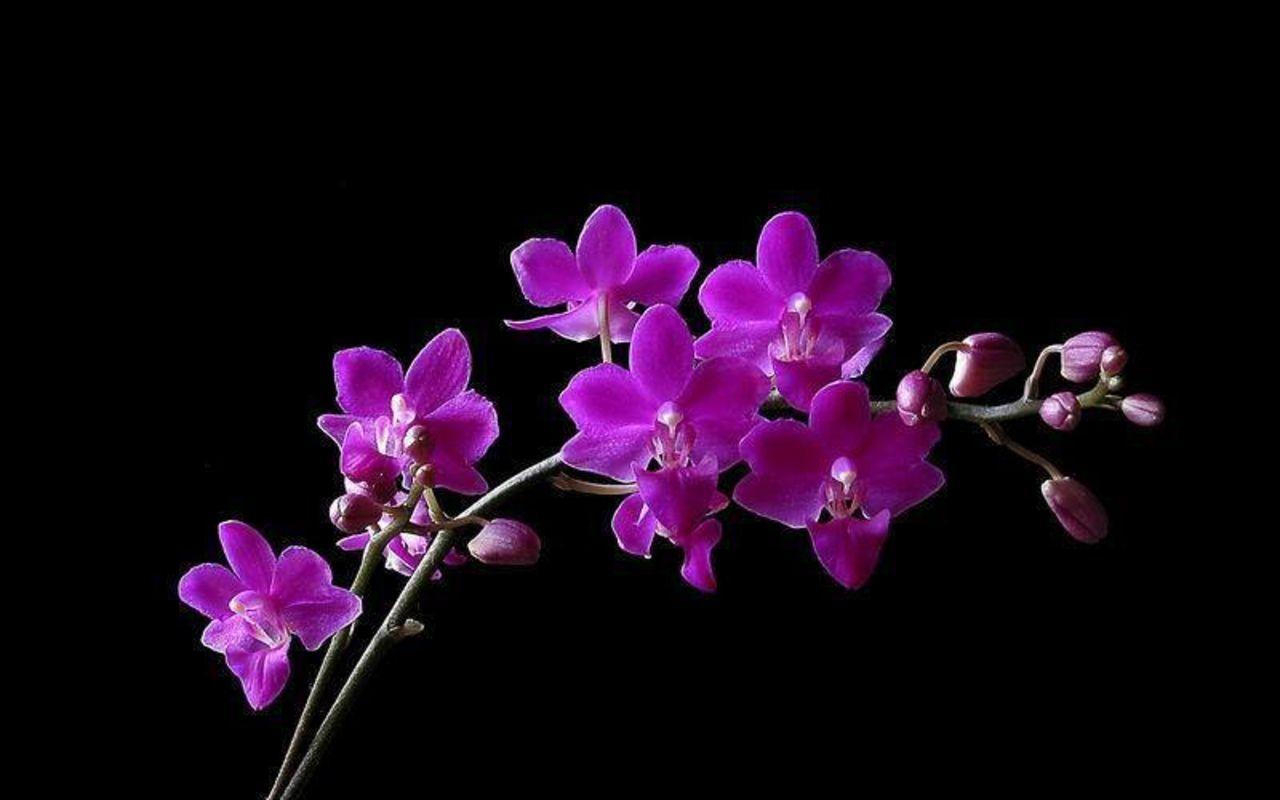 1280x800 Beautiful Orchids Wallpaper