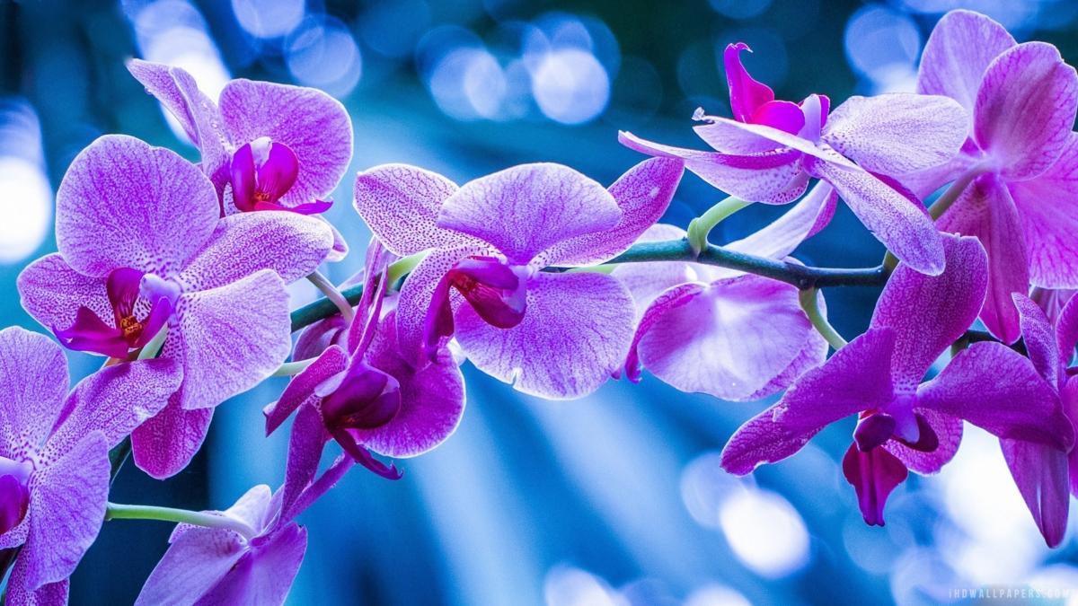 1200x675 Purple Orchid Wallpaper Free Purple Orchid Background