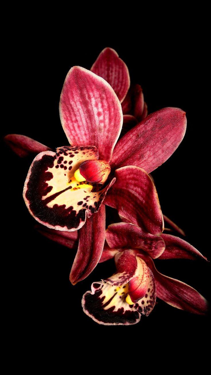 736x1308 Purple orchid flower, black background iPhone Wallpaperx1920 iPhone 6 (6S). Black flowers wallpaper, Floral iphone background, Beautiful flowers wallpaper