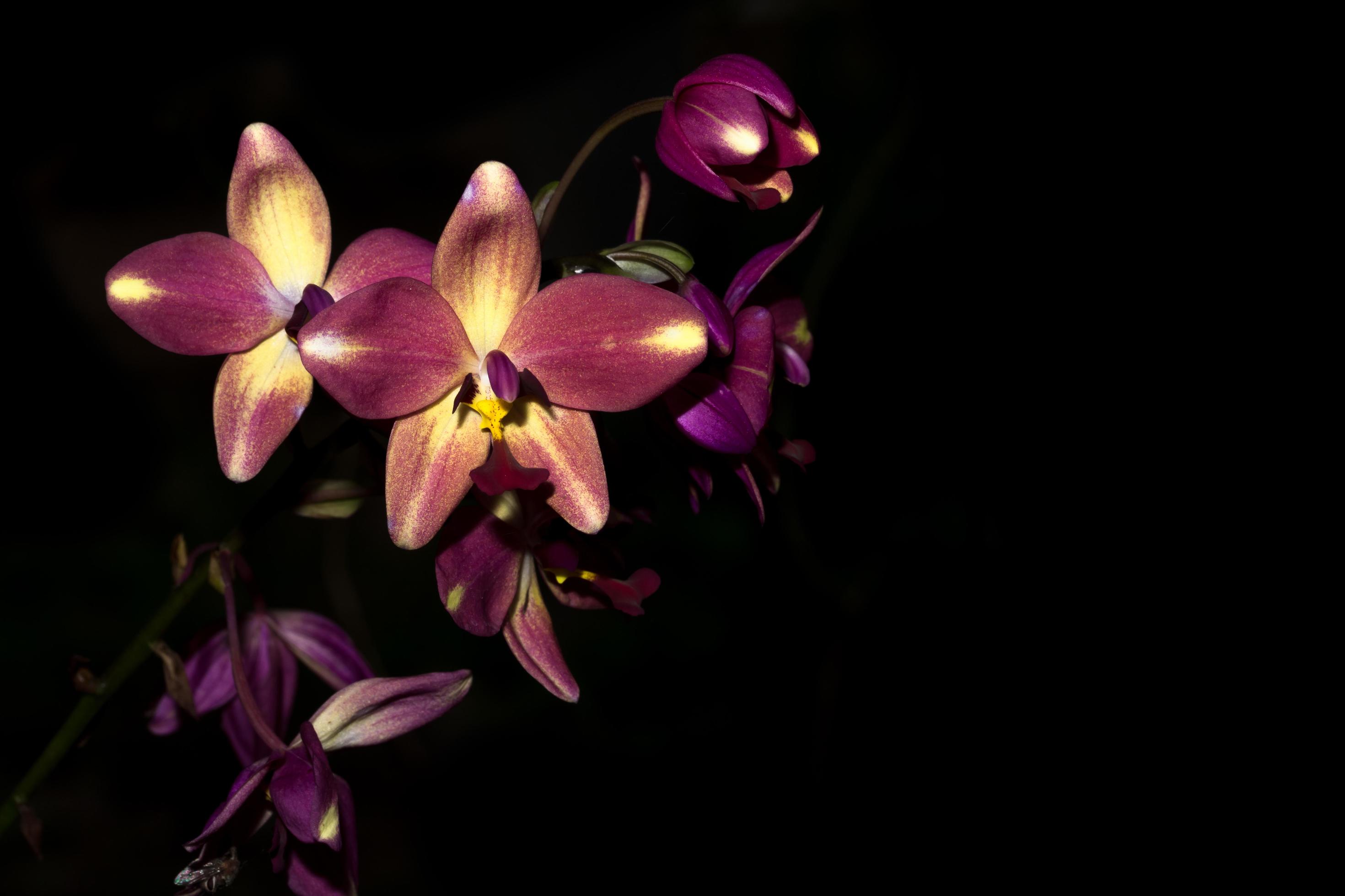2940x1960 Purple Orchid flowers