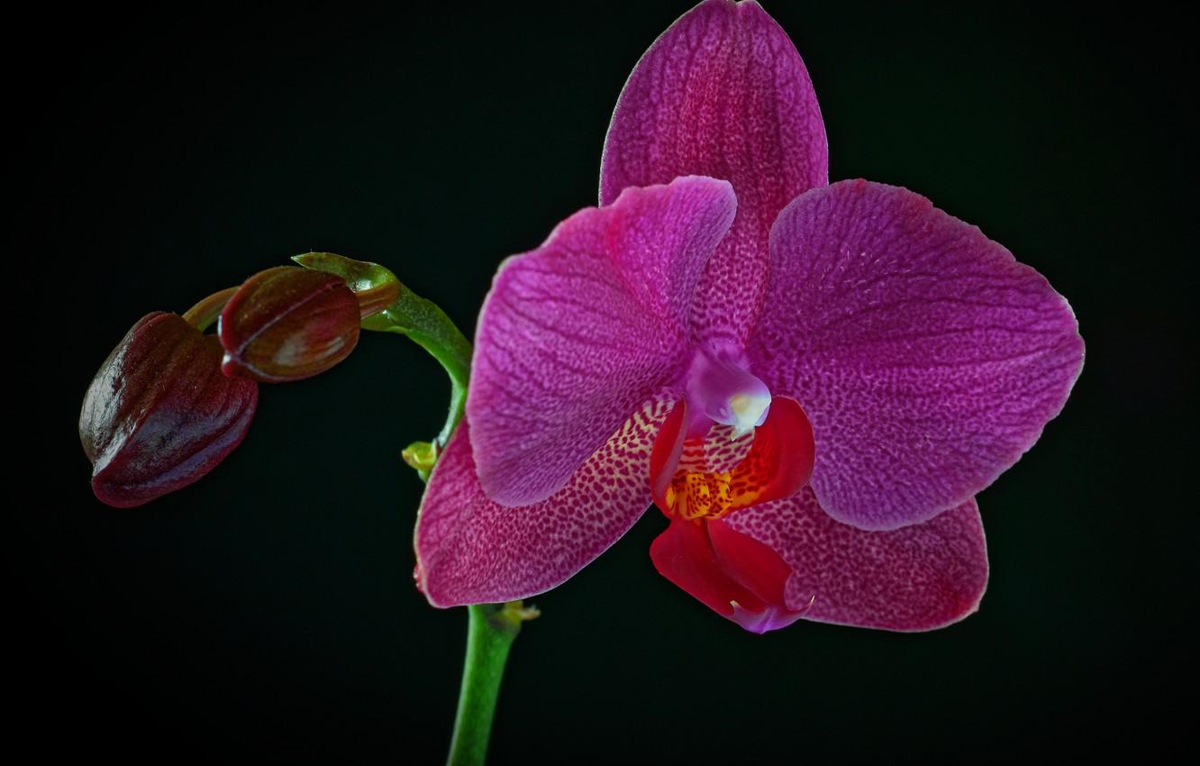 1332x850 Wallpaper black background, purple, Orchid, closeup image for desktop, section цветы