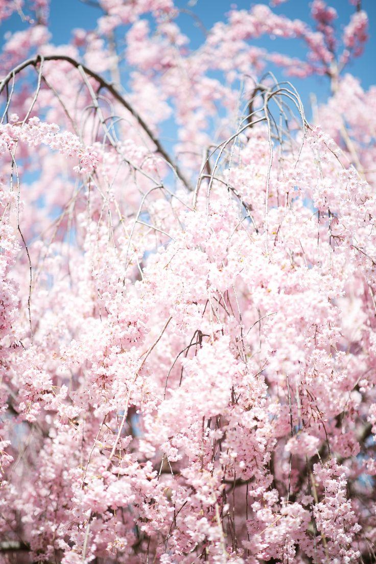736x1104 Cherry blossoms. Phone wallpaper image, Phone wallpaper, Background phone wallpaper