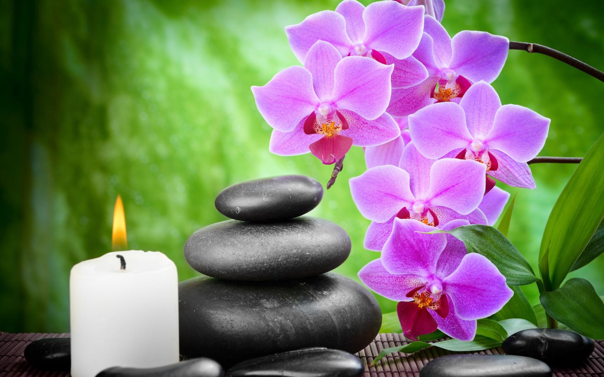 1920x1200 Orchids Wallpaper Orchid HD Wallpaper Background Wallpaper For Desktop