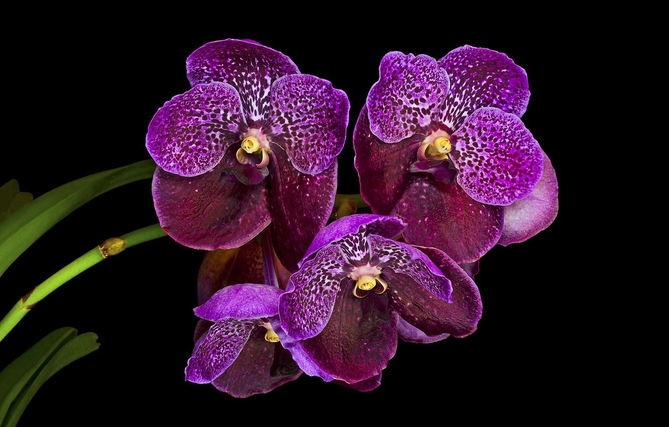 1332x850 Wallpaper background, purple, orchids image for desktop, section цветы