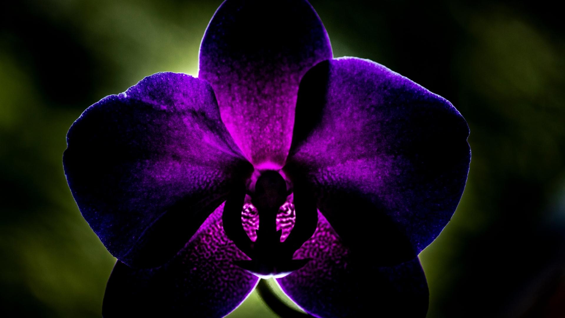 Black and Purple Orchid Wallpapers - Top Free Black and Purple Orchid ...