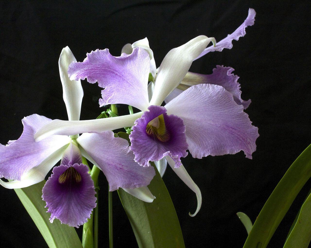 1280x1024 Download Wallpaper 1280x1024 Orchid, Flower, Exotic, Close Up, Black Background Standard 5:4 HD Background