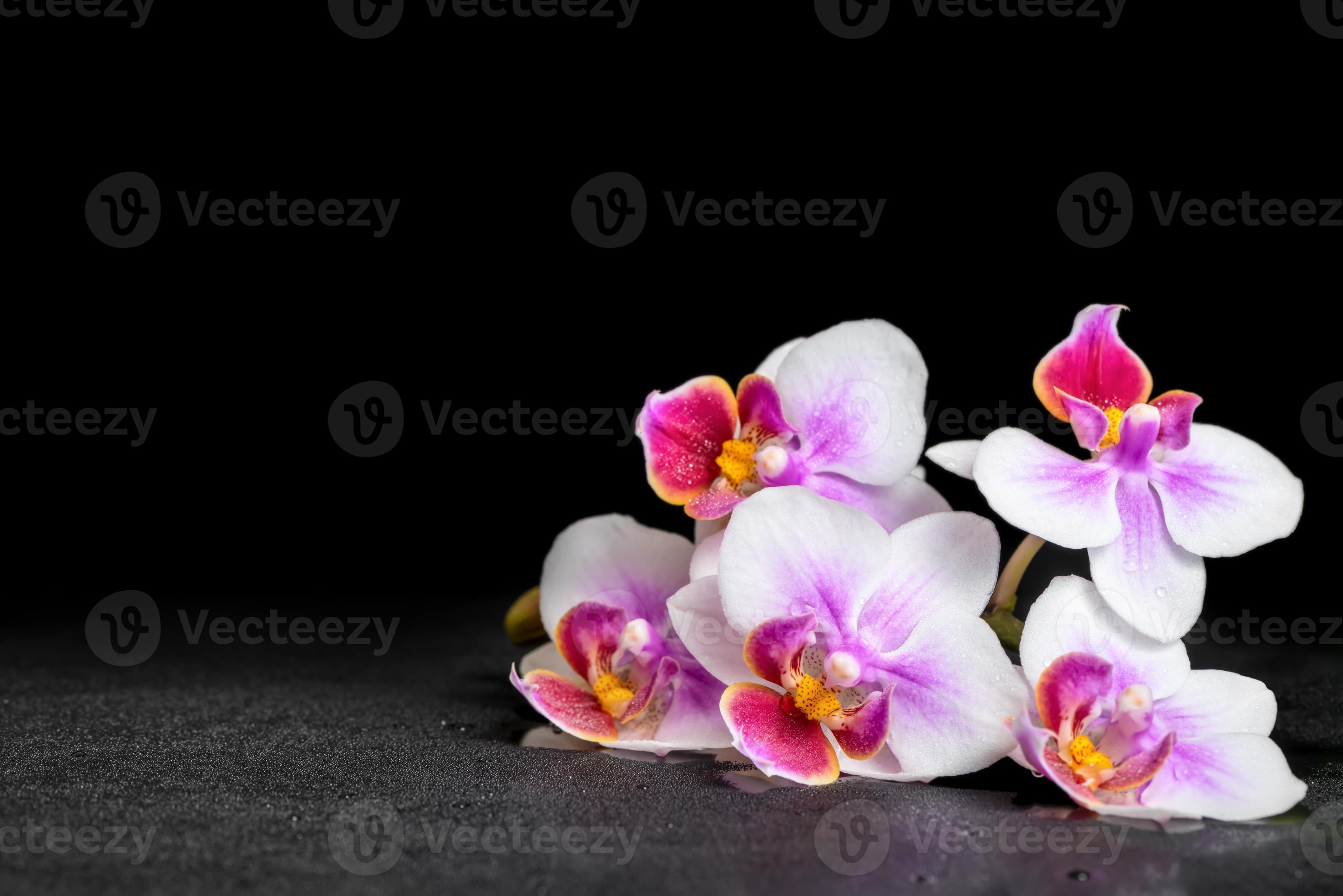 2937x1960 beautiful purple orchid phalaenopsis on black background with dr