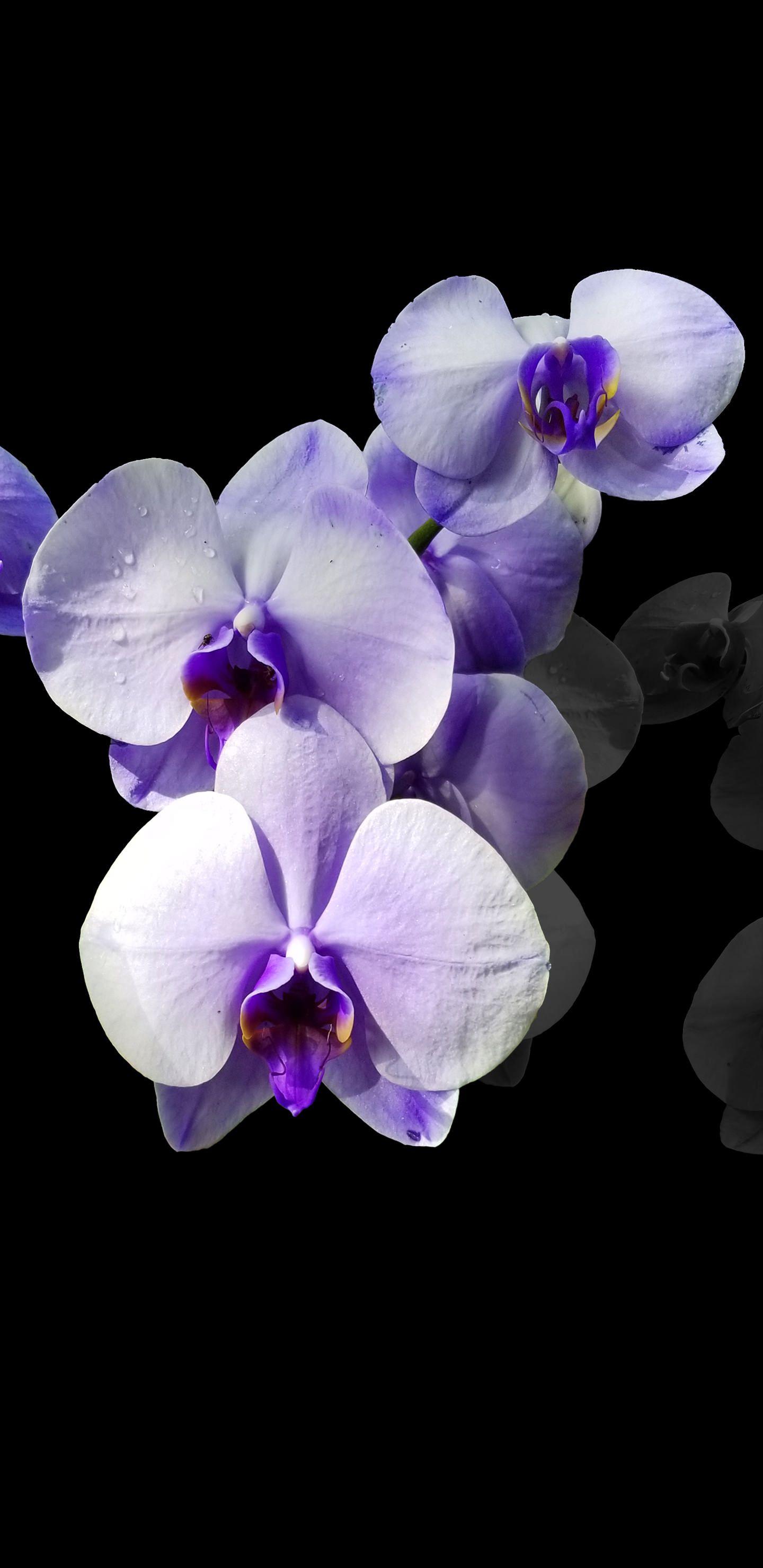 1440x2960 花