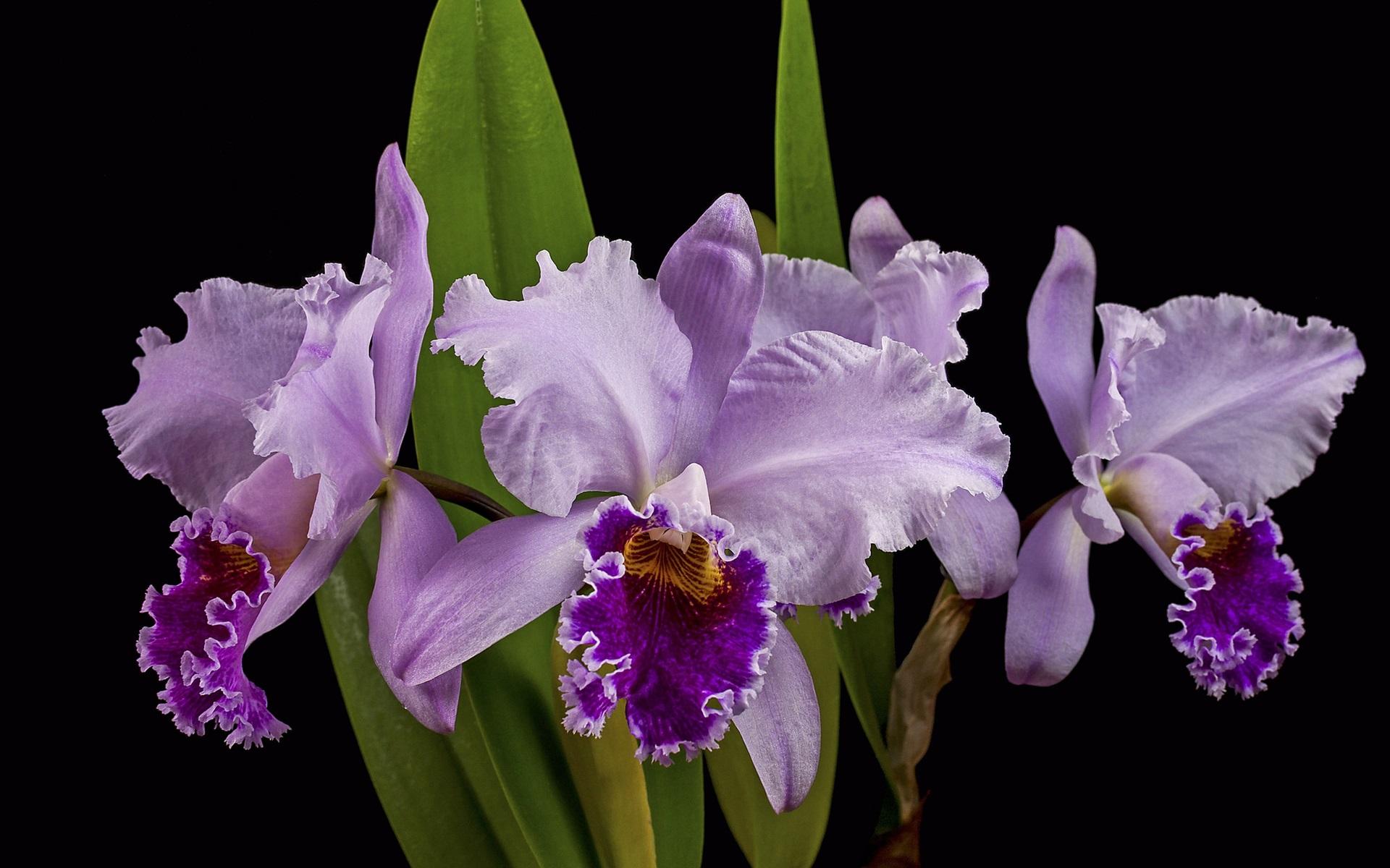1920x1200 Wallpaper Purple orchid, black background 1920x1200 HD Picture, Image