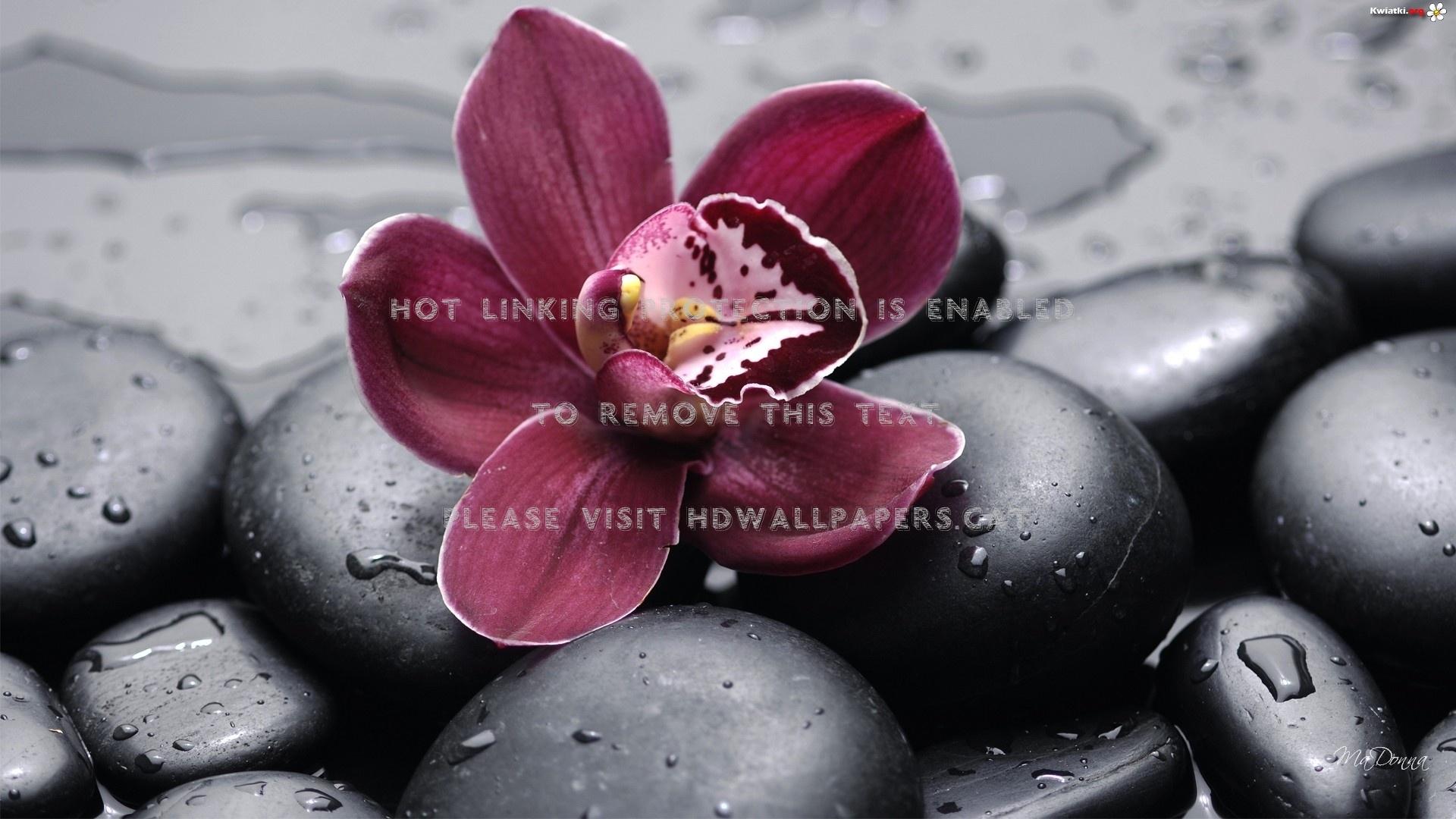 1920x1080 spa still life purple orchid black stones