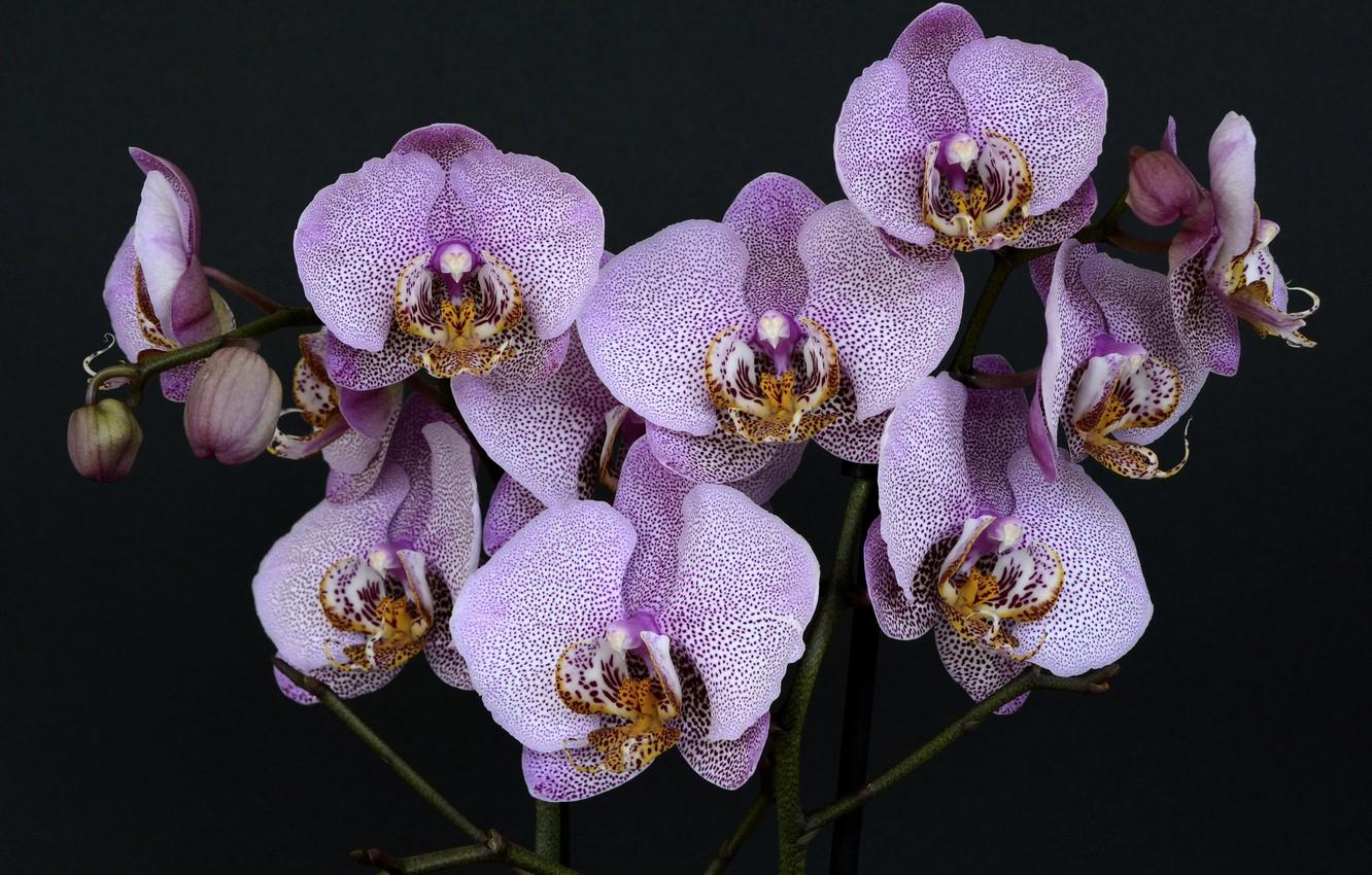 1332x850 Wallpaper purple, leaves, flowers, nature, black background, orchids, nature, purple, flowers, leaves, purple, black background, orchids image for desktop, section цветы