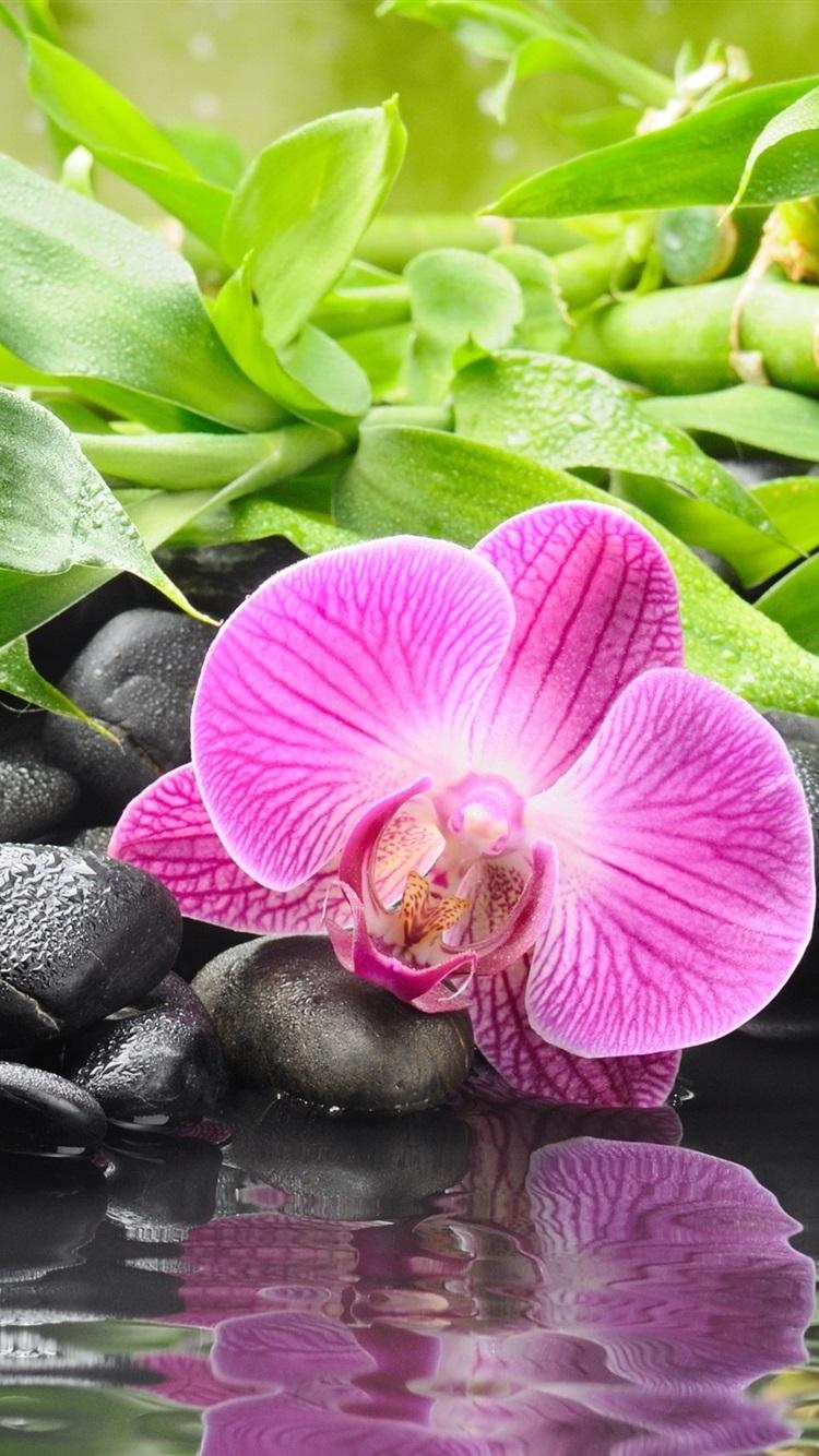 750x1334 The Waterside Black Pebble, Purple Orchids 750x1334 IPhone 8 7 6 6S Wallpaper, Background, Picture, Image