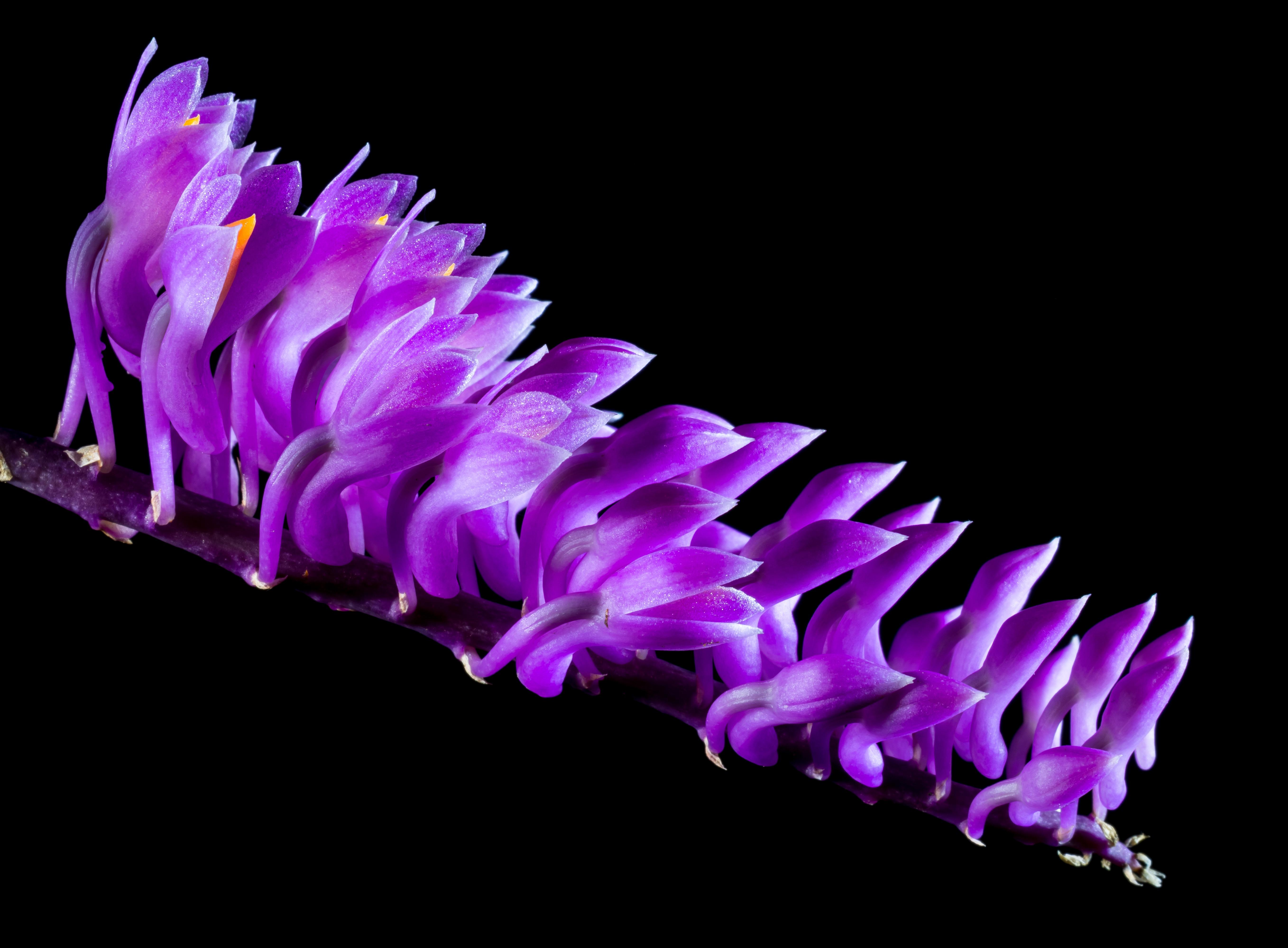 5432x4000 Purple Orchid Flowers · Free