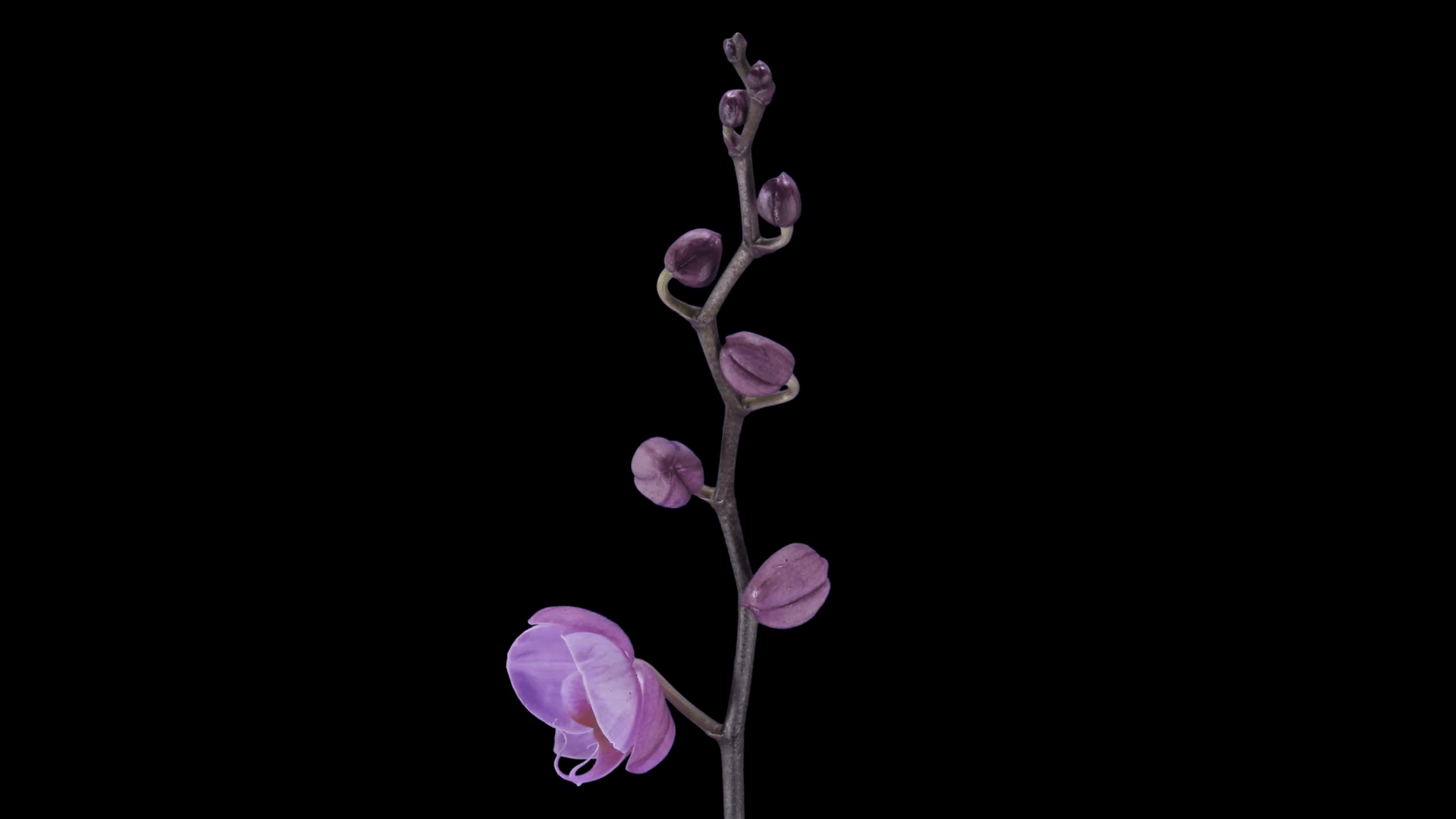 1920x1080 Time Lapse Of Opening Purple Phalaenopsis Orchid 4a5 In 4K PNG+ Format With ALPHA Transparency Channel Isolated On Black Background Stock Video Footage