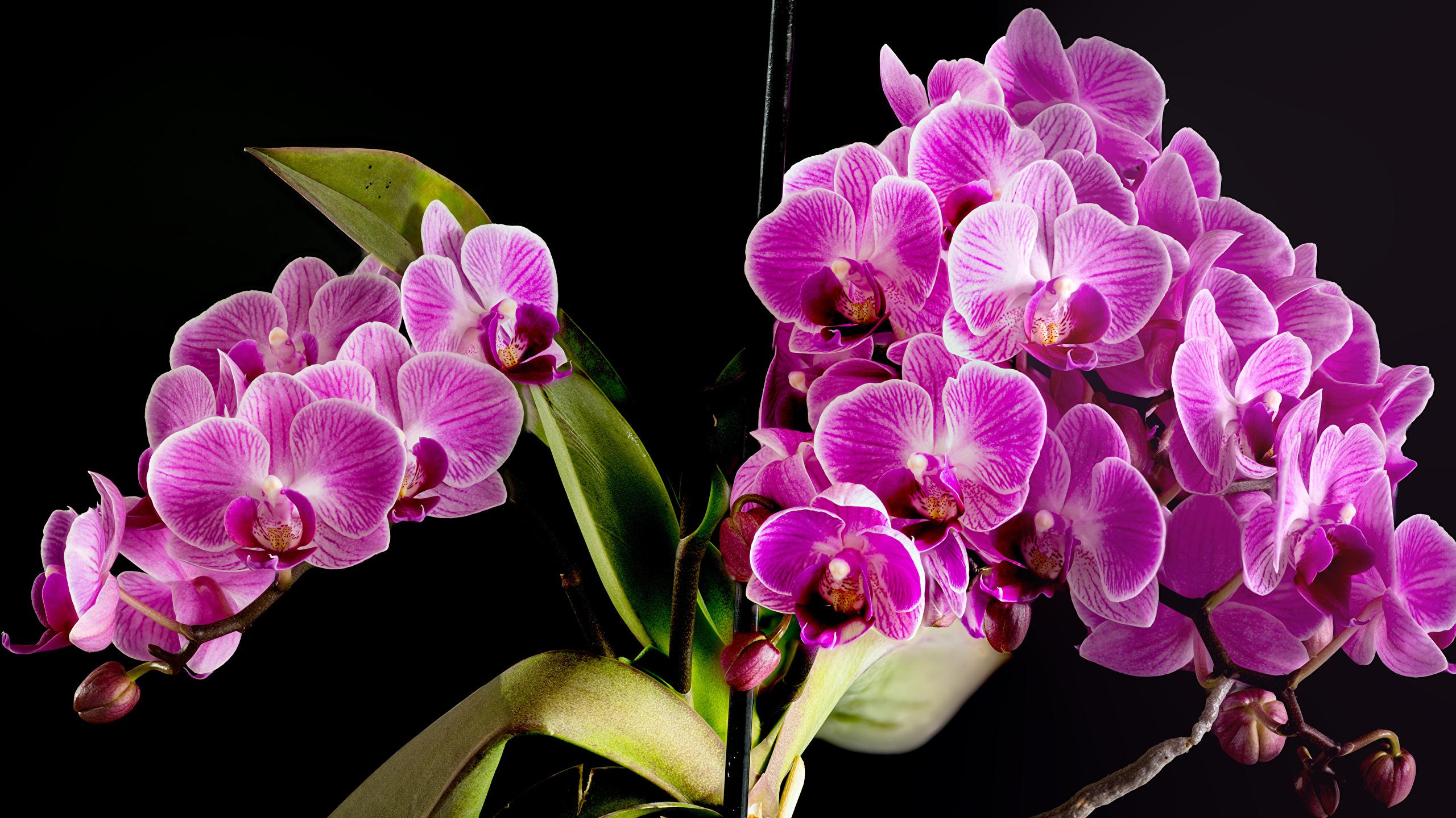 Black and Purple Orchid Wallpapers - Top Free Black and Purple Orchid ...