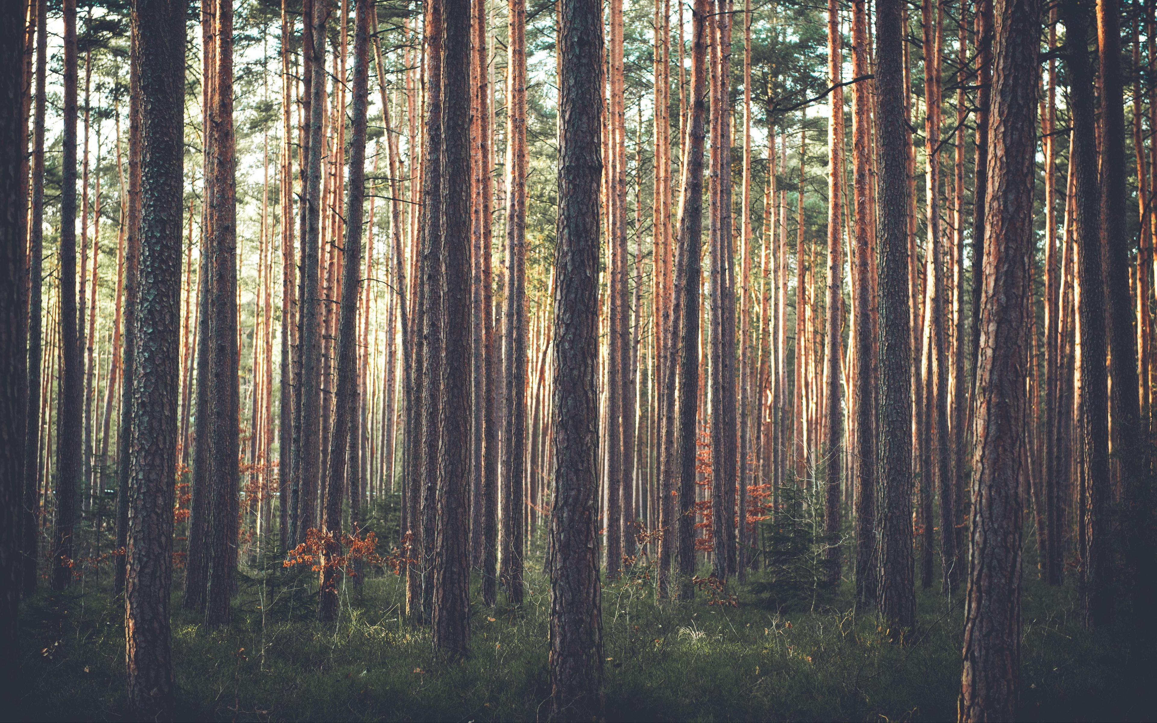 3840x2400 Dense Pine Tree Forest HD Wallpaper For Free Download Tree Forest Photography