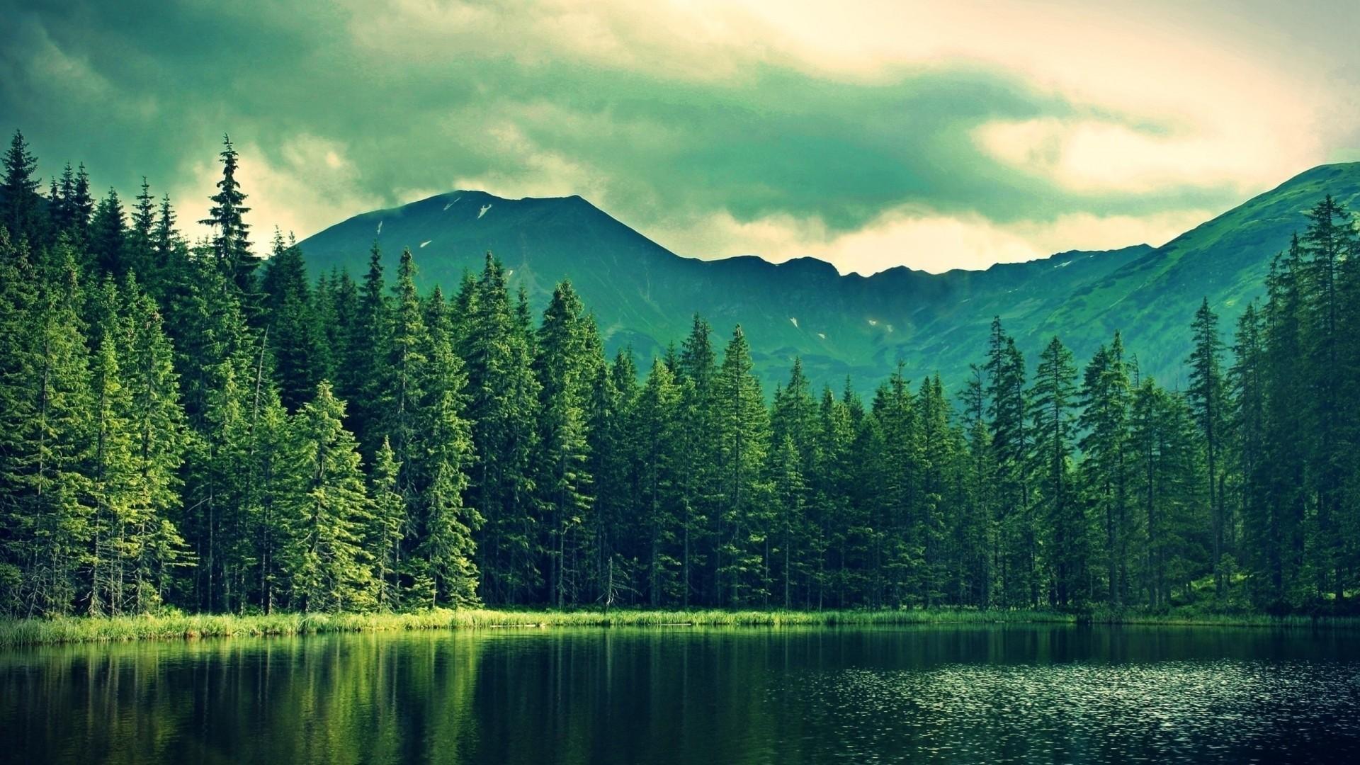 1920x1080 Pine Tree Wallpaper