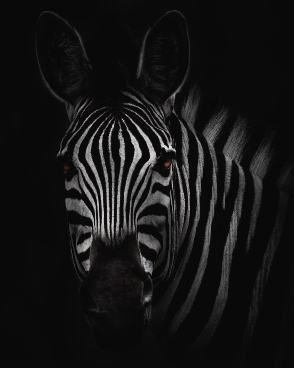 Cool Zebra Wallpapers Top Free Cool Zebra Backgrounds Wallpaperaccess