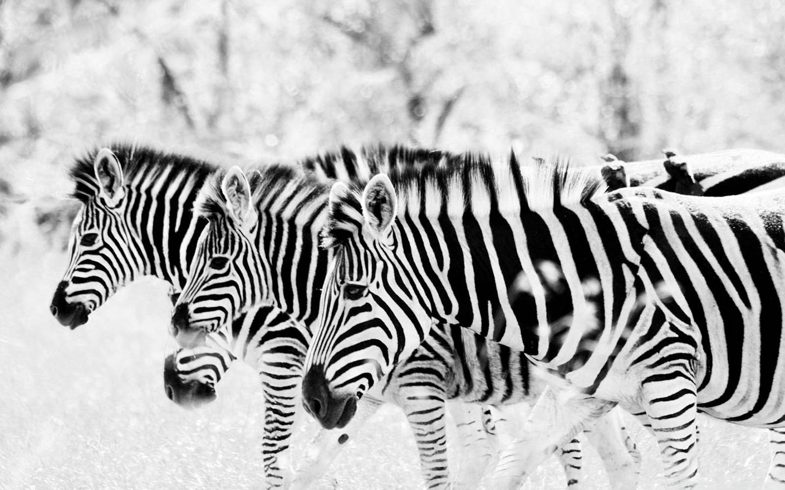Cool Zebra Wallpapers Top Free Cool Zebra Backgrounds WallpaperAccess
