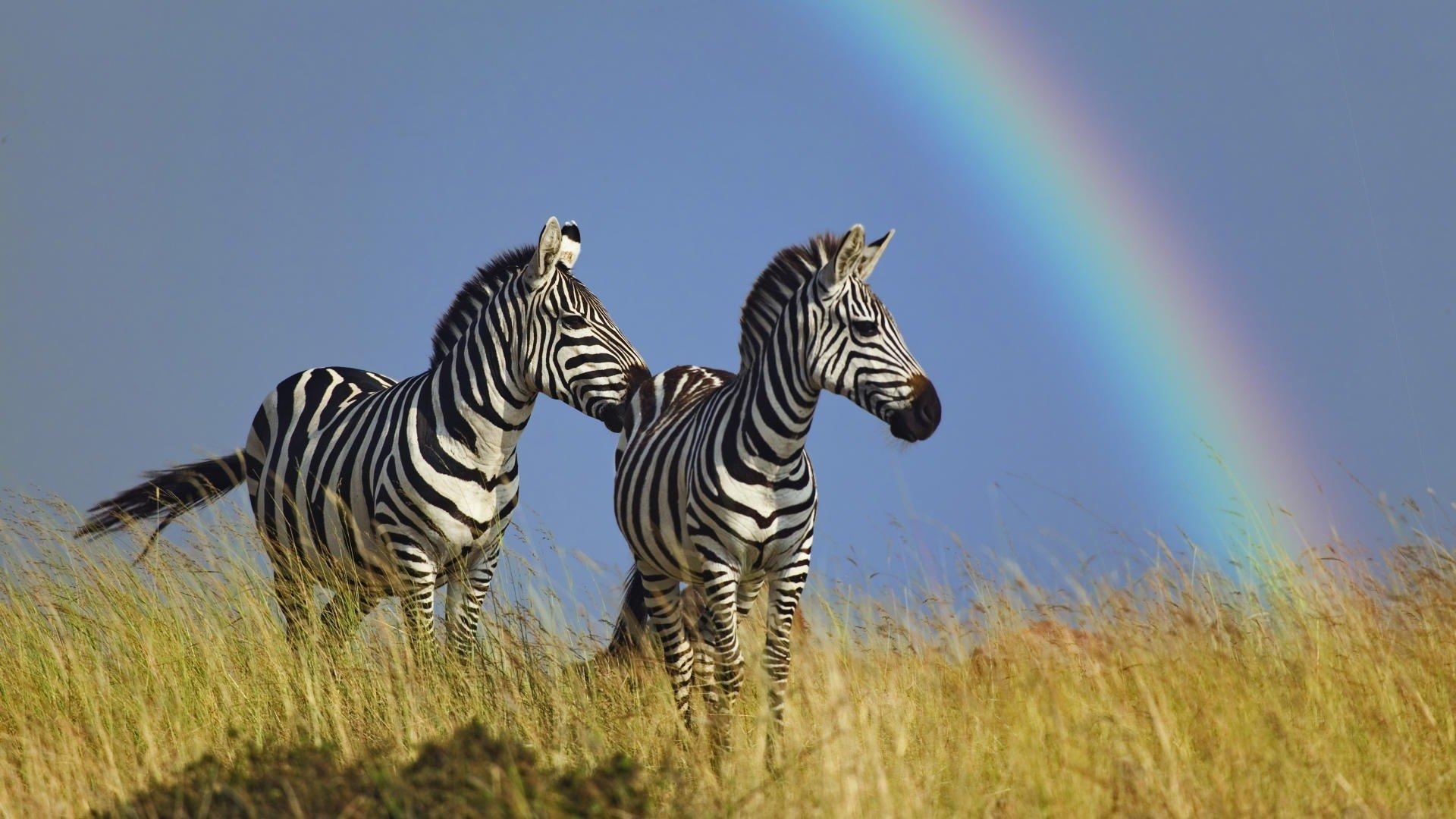 Cool Zebra Wallpapers Top Free Cool Zebra Backgrounds Wallpaperaccess