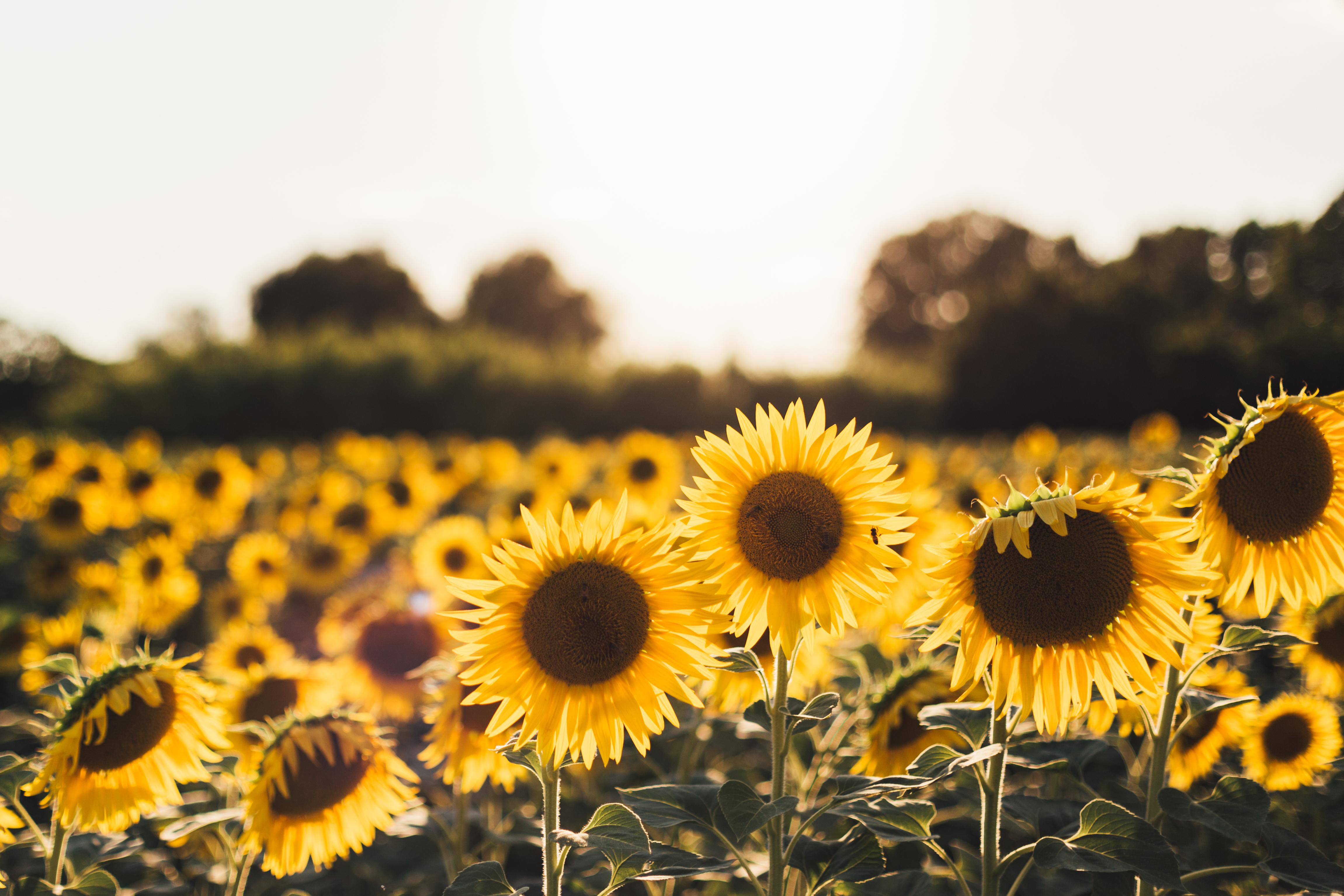 4602x3068 Sunflower Wallpaper: Free HD Download [HQ]