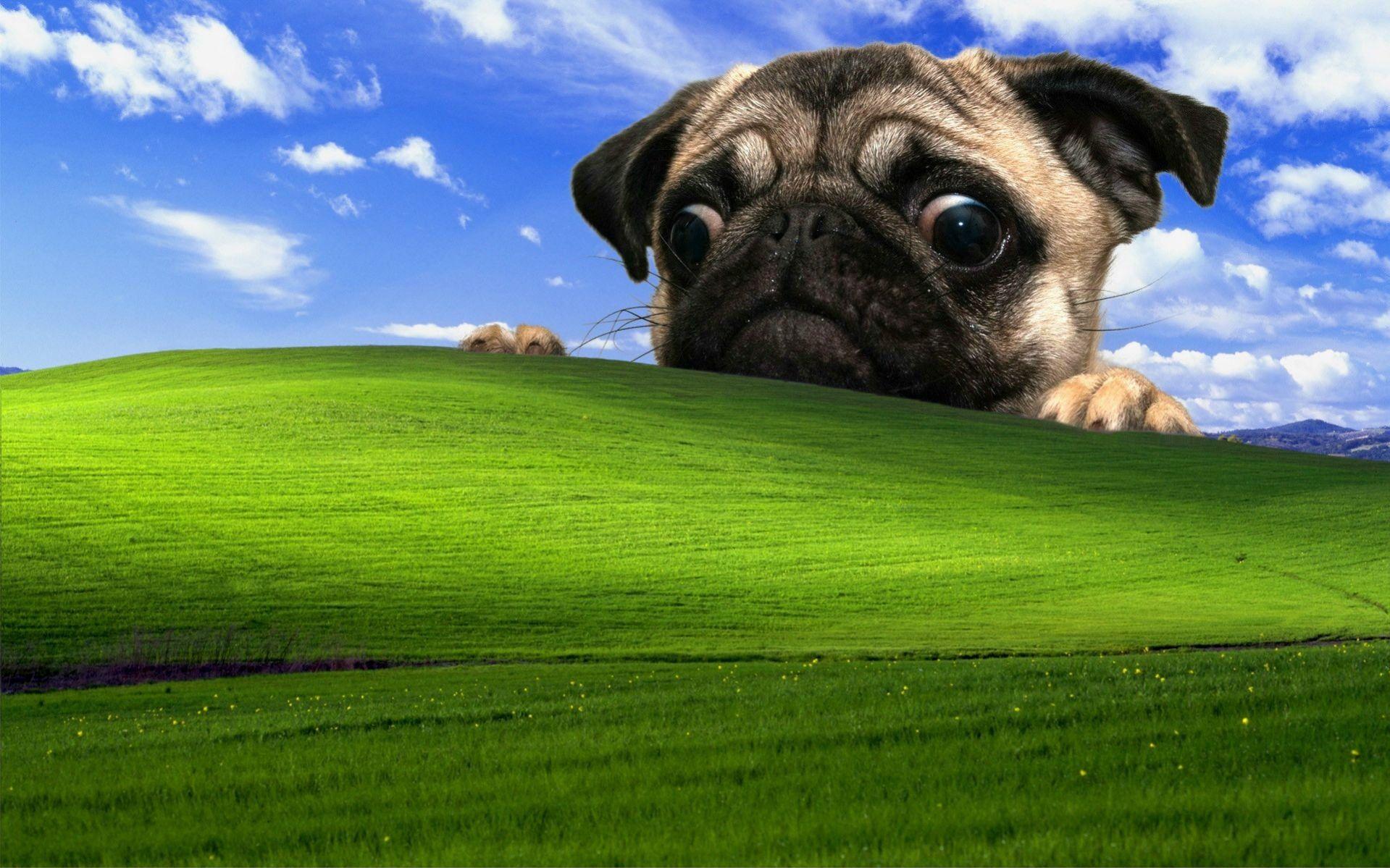 1919x1199 Fawn pug and Microsoft Windows field wallpaper, Windows XP, dog wallpaper. Funny wallpaper, Pugs, Windows wallpaper