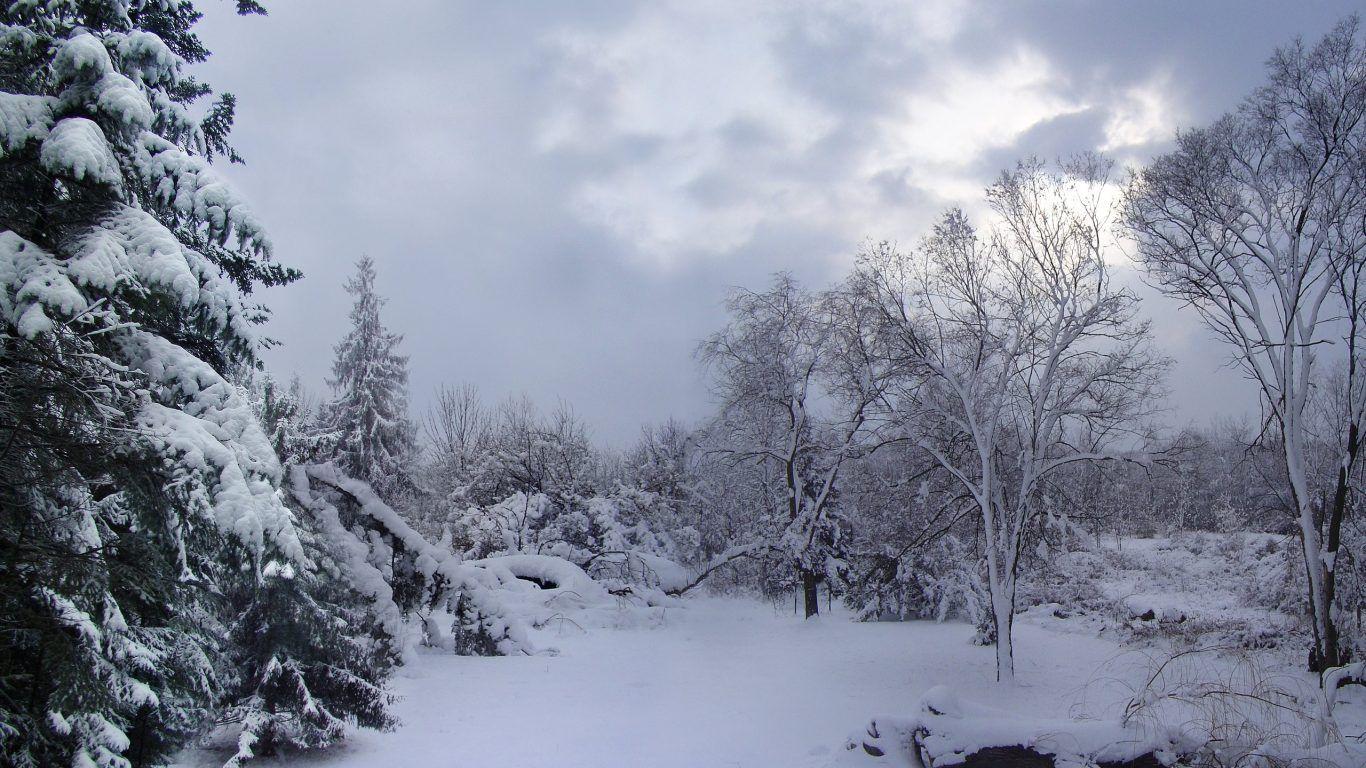 1366x768 Trees: Winter Forest Trees White Snow Desktop Wallpaper Nature Green