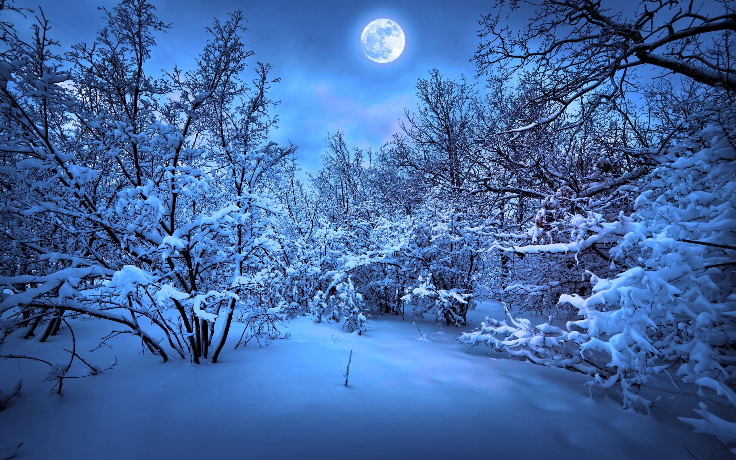 2560x1600 Christmas Snow