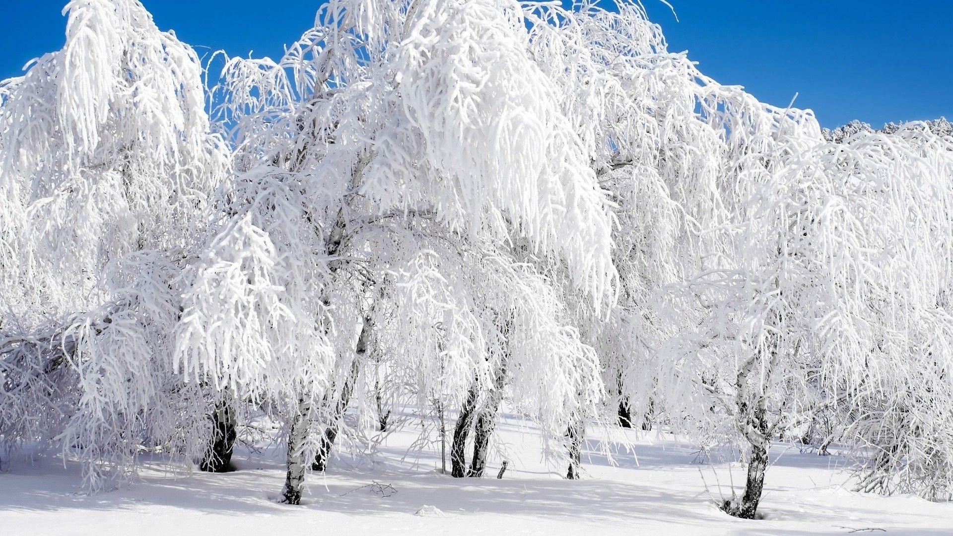 1920x1080 Birch in the snow. Desktop wallpaper for free
