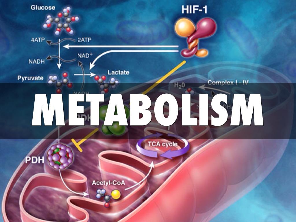 Metabolism Wallpapers Top Free Metabolism Backgrounds WallpaperAccess