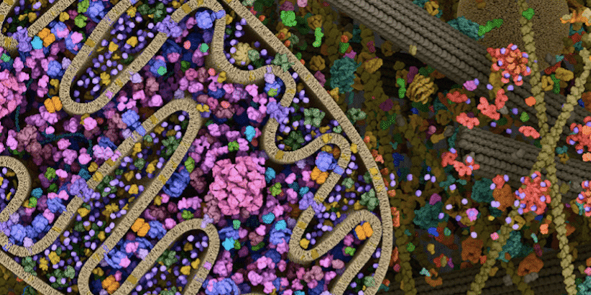 Metabolism Wallpapers - Top Free Metabolism Backgrounds - WallpaperAccess